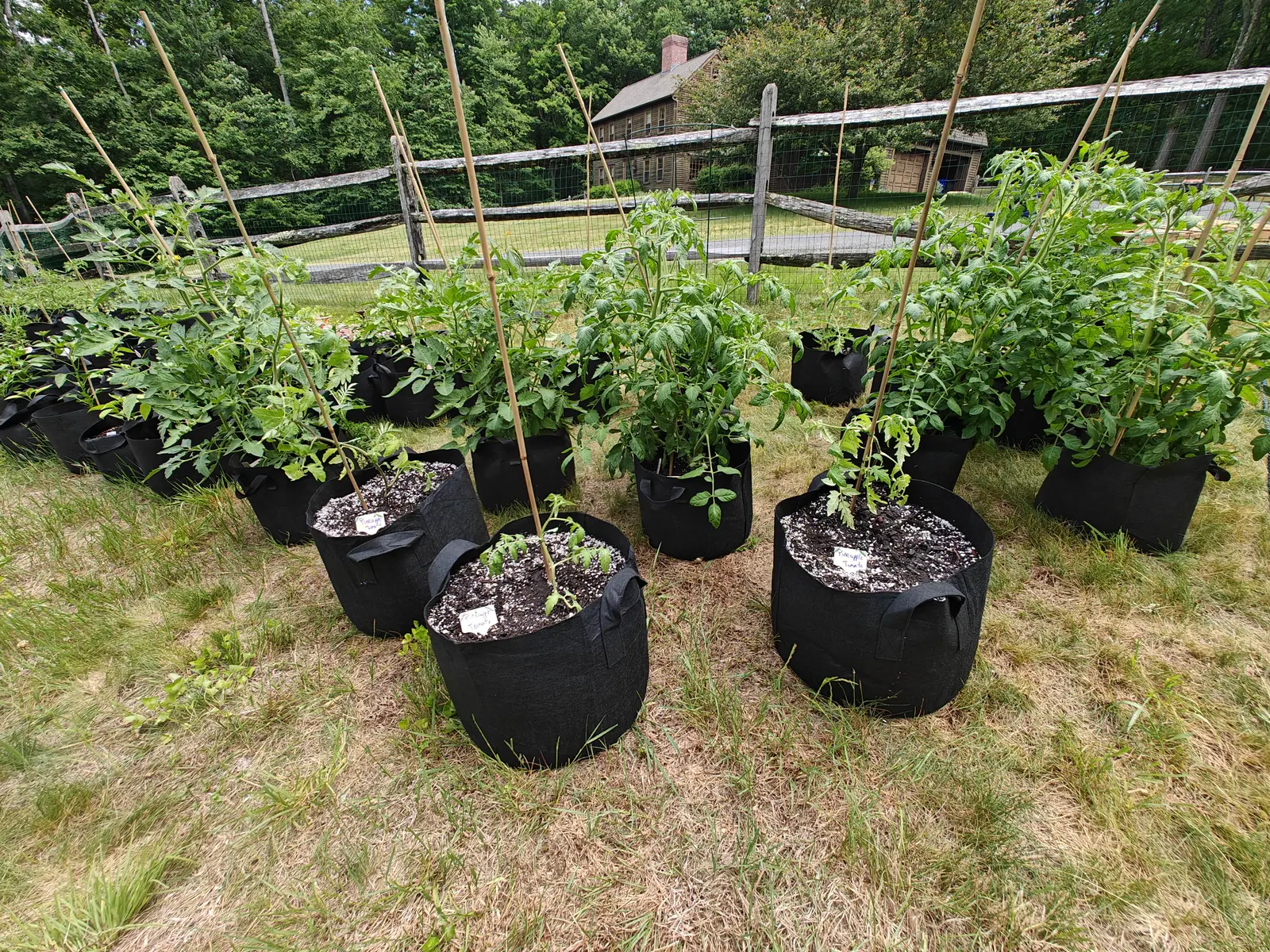 Pineapple Tomatoes on 14 June, two dozen plantings running back across dead straw-brown grass in two generations — spindly newcomers in front, dense bushy plants behind — with a clapboard house and heavy woodland closing off the far end in hazy light.