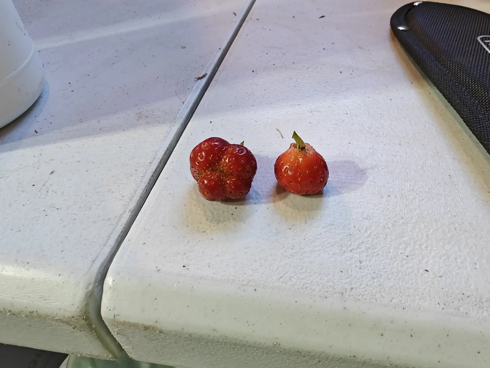 Two Early June strawberries picked on 15 June, one pinched into three or four rounded lobes with a puckered seam across its face and its seeds banded where they meet, the other near-spherical with a scuffed pale patch at the crown, in dim flat indoor light.