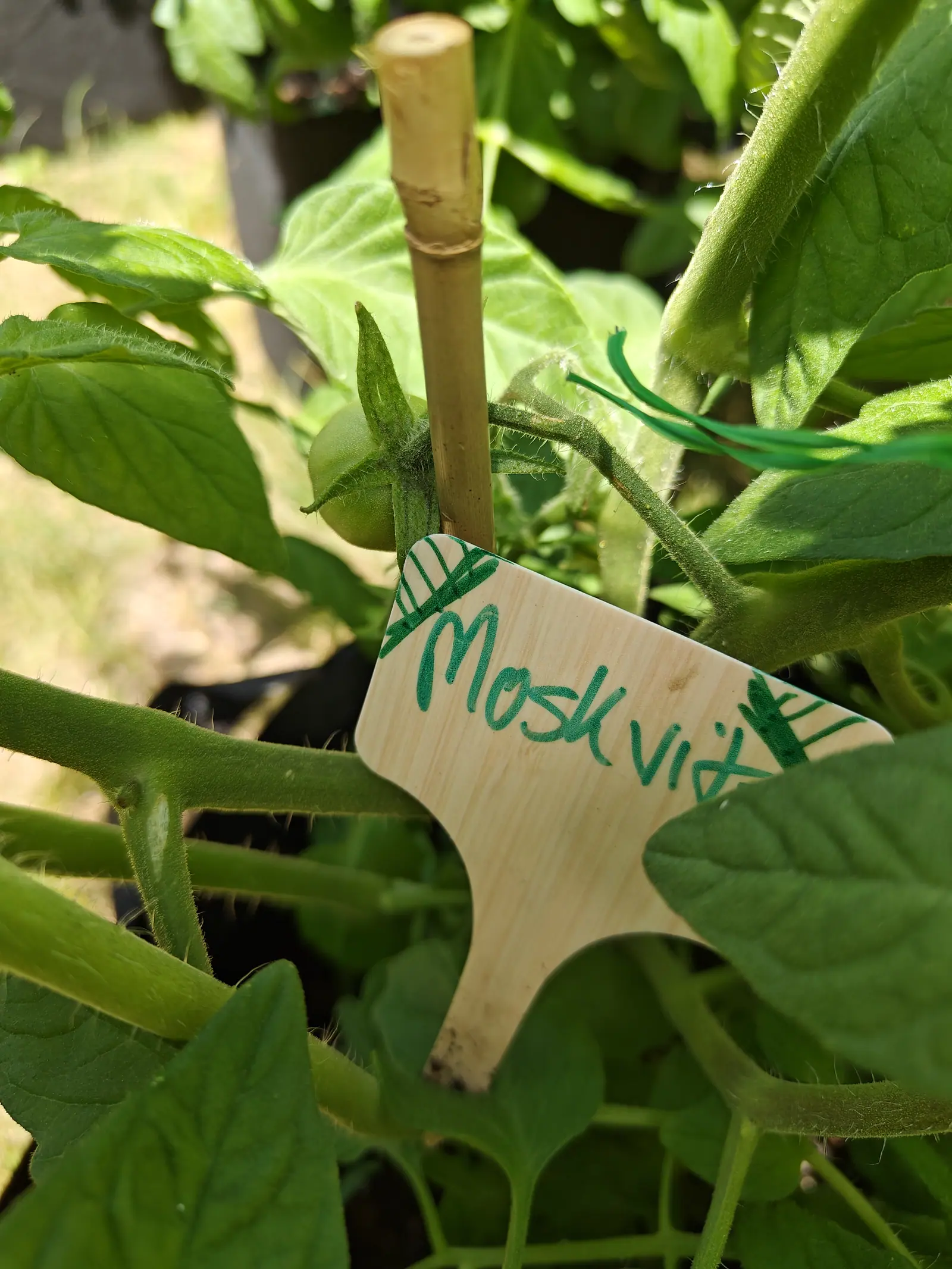 A Moskvich Heirloom tomato on 15 June, one green fruit about as wide as the cane it hangs against, matte under a bloom of very fine white hairs with its sepals splayed back off the shoulder, the stems around it bristling stiff and white in direct sun.
