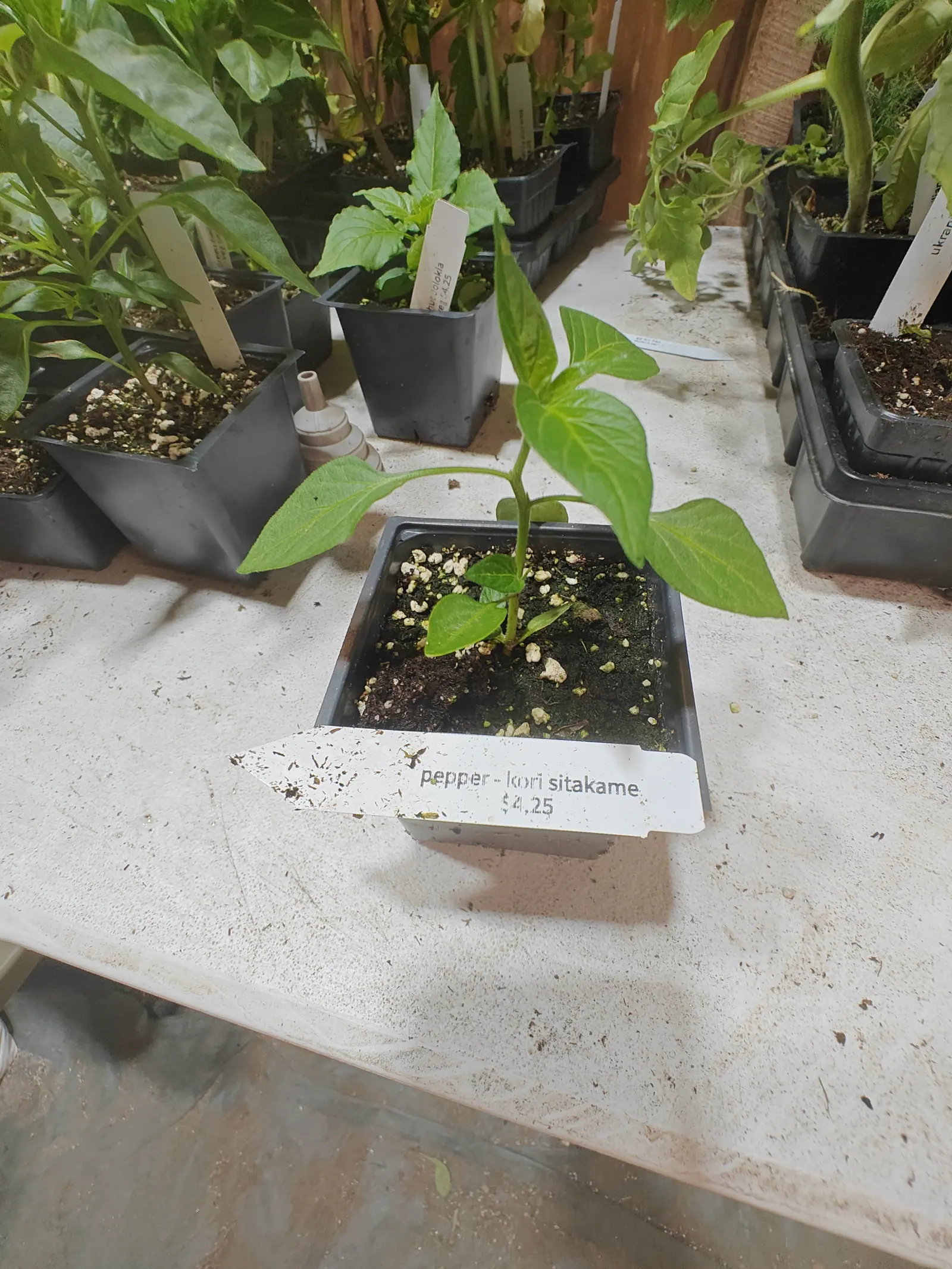 A Kori Sitakame pepper on 6 June, four big leaves held out almost level on one slender stem with its seed leaves still attached at the collar, the blades smooth-edged and faintly glossy over a sunken pale midrib, alone in clear bench space in flat cool light.