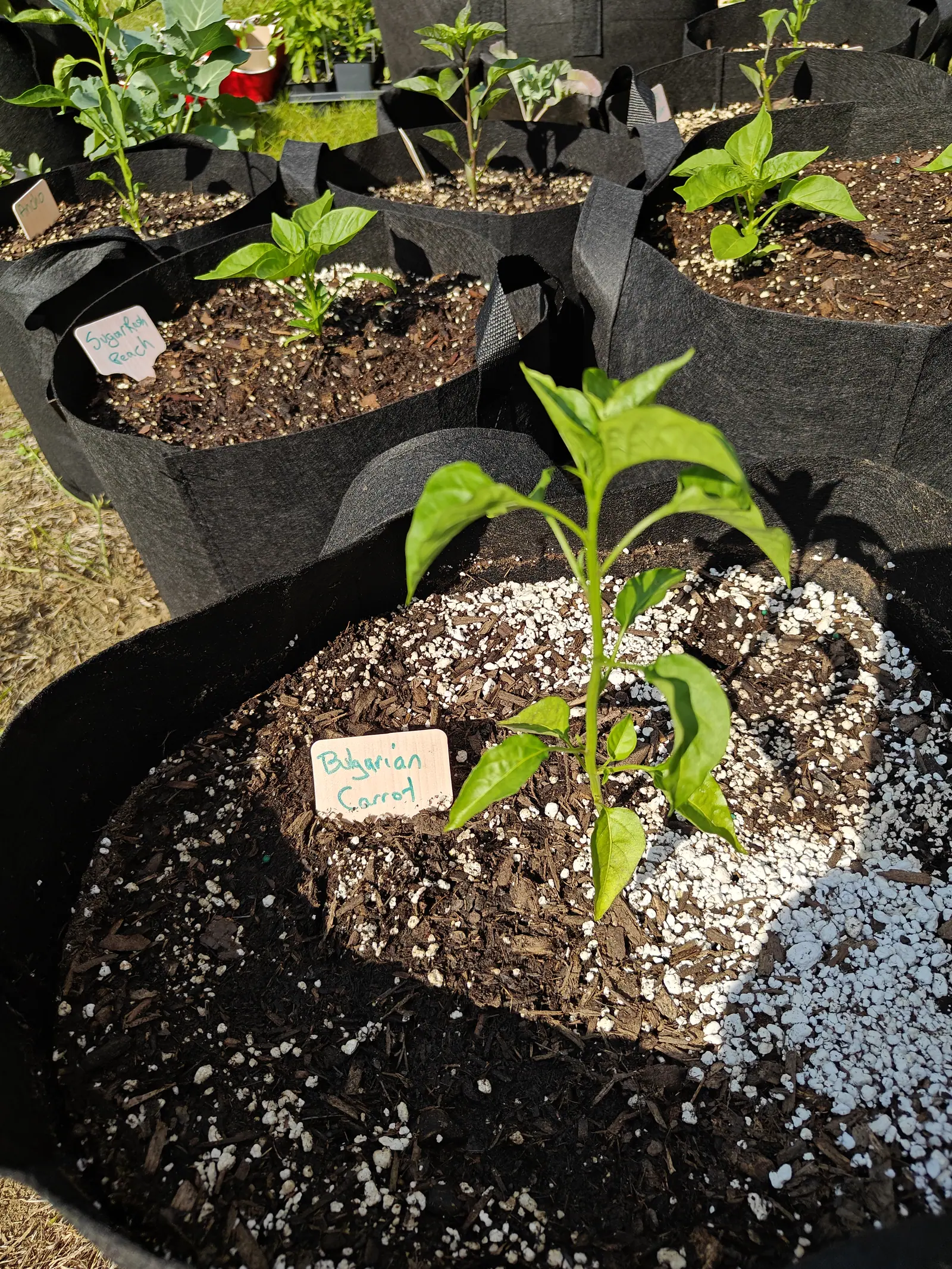 A Bulgarian Carrot pepper on 12 June, its growing tip already forked into two shoots with the new leaves there paler than the rest, its glossy smooth-edged blades rippling slightly, in hard midday sun that throws long leaf shadows and blacks out the shade.