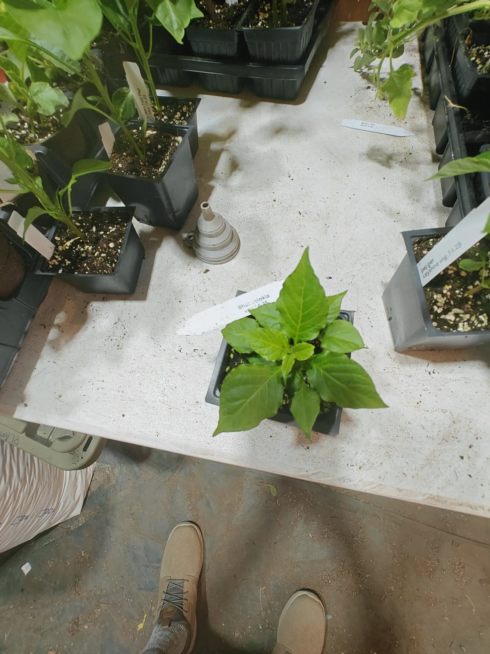 A Ghost pepper on 6 June, seen from straight above as a rosette of eight or ten leaves wheeling out from one very short stem, each drawn to a long narrow point and puckered under a glossy skin, the newest at the crown still yellower than the rest.