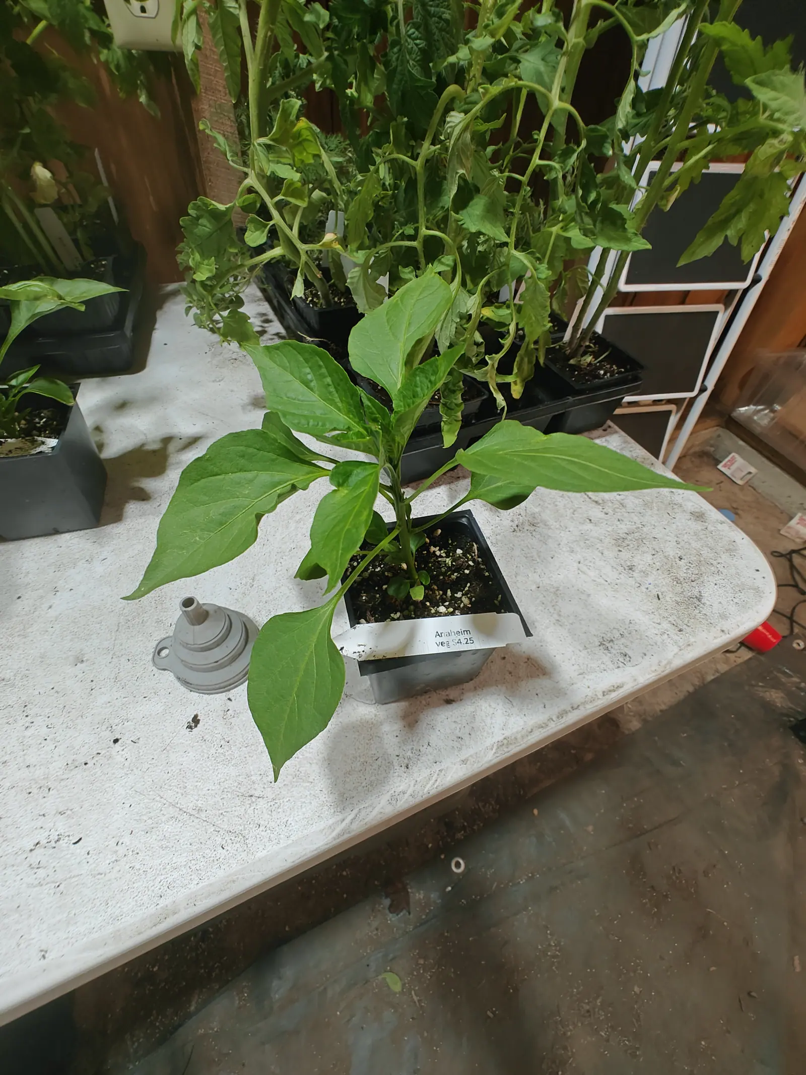 An Anaheim pepper on 6 June, eight or more long strap-lanceolate leaves hanging out and down over the bench edge, smooth-margined and rippled between sunken veins, its seed leaves still held at the collar, in flat dim daylight with no sun on it.