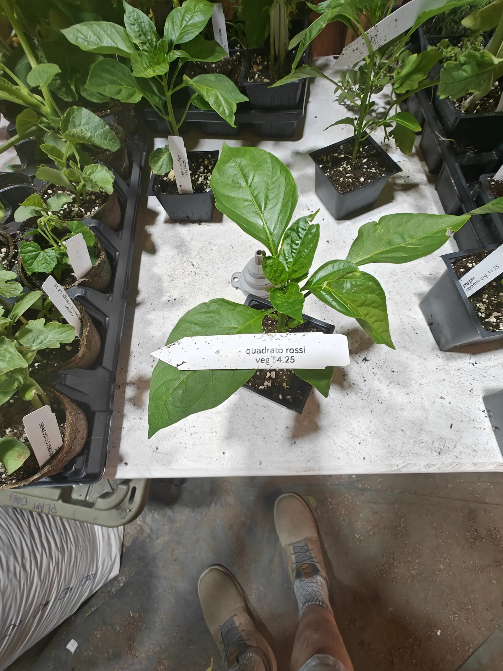 A Quadrato d'Asti Rosso pepper on 6 June, half a dozen broad blades spread flat out over the bench in every direction, deep glossy green and quilted into blisters between veins sunk deep in the tissue, in flat indoor daylight from overhead.