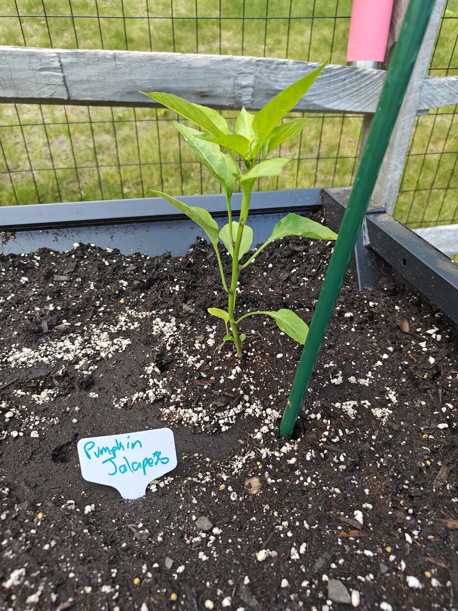 A pepper just planted out on 18 June, alone in a freshly raked bed with nothing else up in it, its two lowest leaves drooping wide while the upper ones stand around a tight growing point, the whole plant still a light yellow-green in bright flat light.