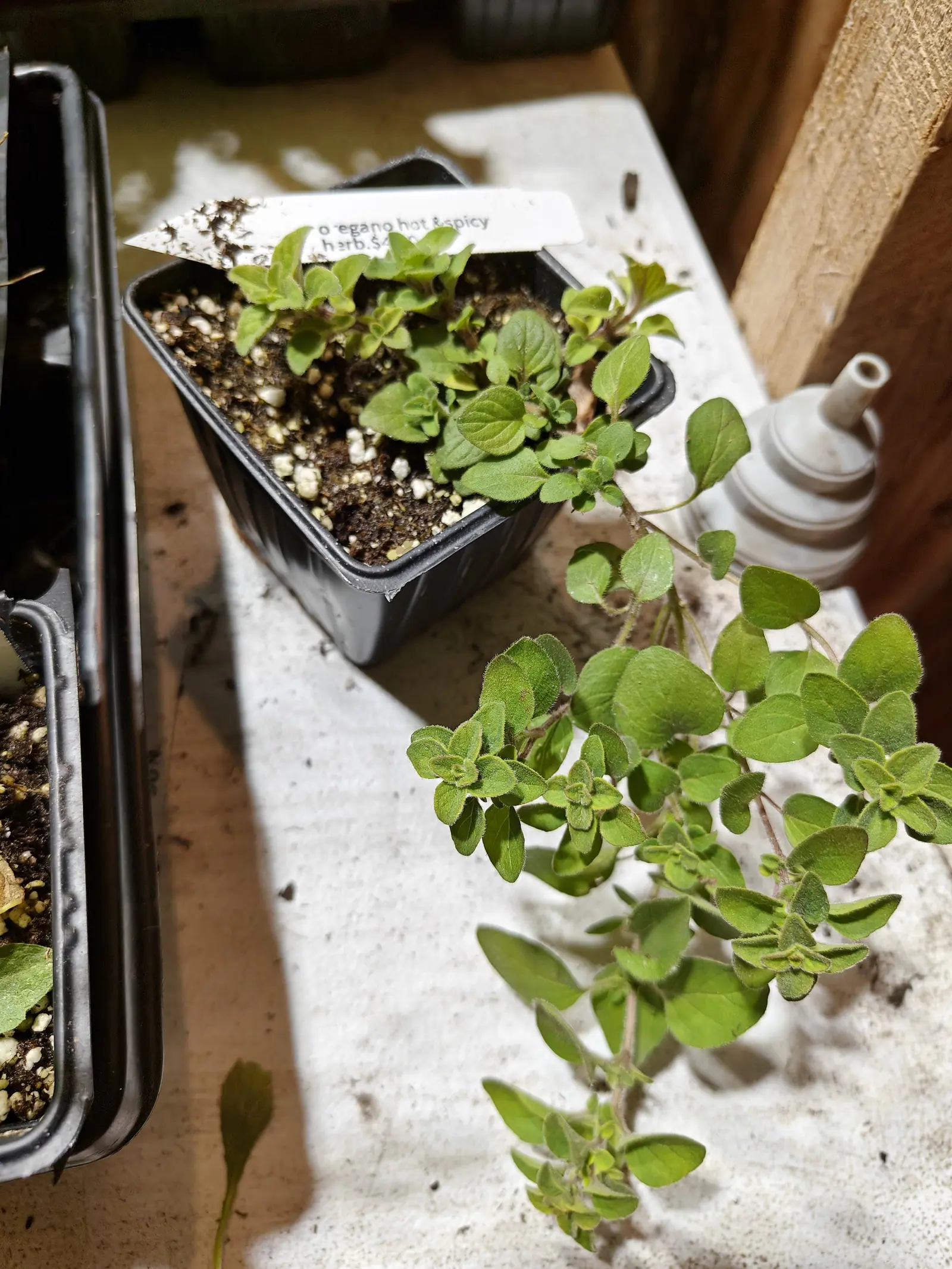 Hot & Spicy oregano on 18 June, its leaf pairs set crosswise to the pair below and crowded into little four-leaved rosettes at every shoot tip, matted white-hairy to a gray-green bloom, its wiry red stems arching off the bench in weak angled light.