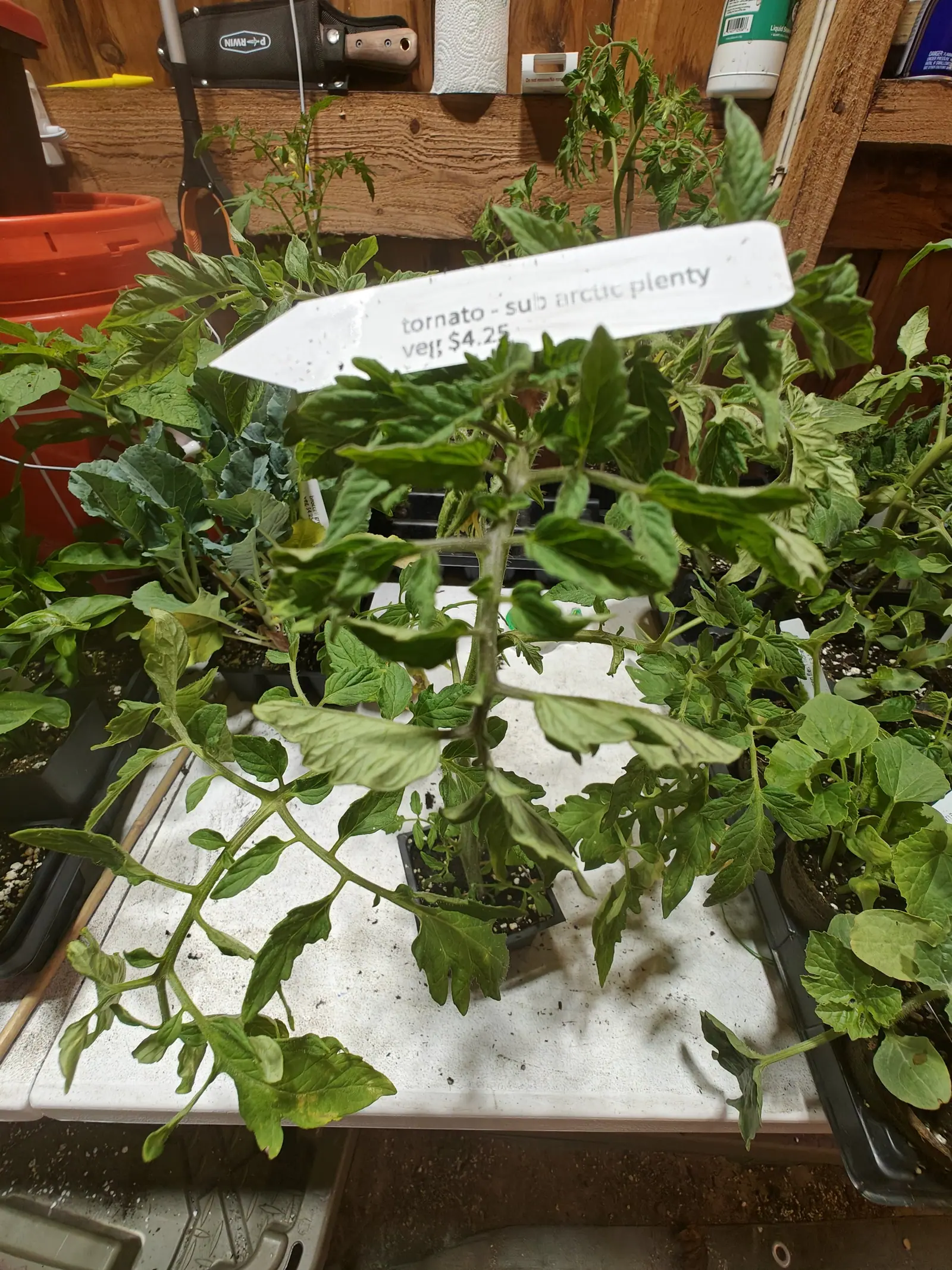 A Sub Arctic Plenty tomato on 18 June, its stout stem so thickly bristled that the hairs catch light along its whole length, the leaflets blistered and puckered above and paler and hairy beneath, several drooping, under dim flat light in a plank-walled shed.