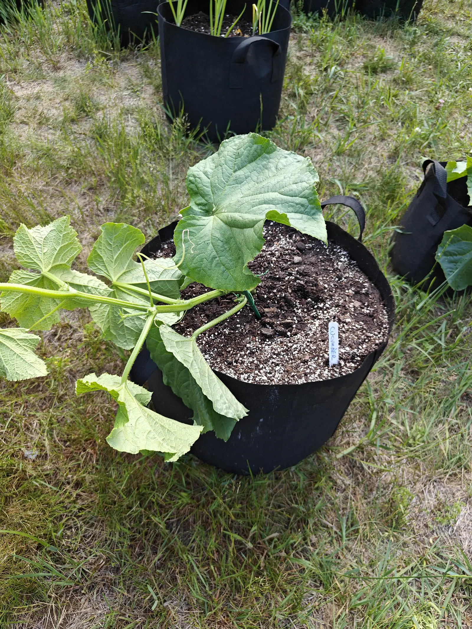 A Suyo Long cucumber on 19 June, its leaves quilted into raised islands between a coarse net of sunken veins and cut into sharp-toothed angular lobes, one unbranched tendril curling loose at the crown, out on part-scorched grass in flat bright light.