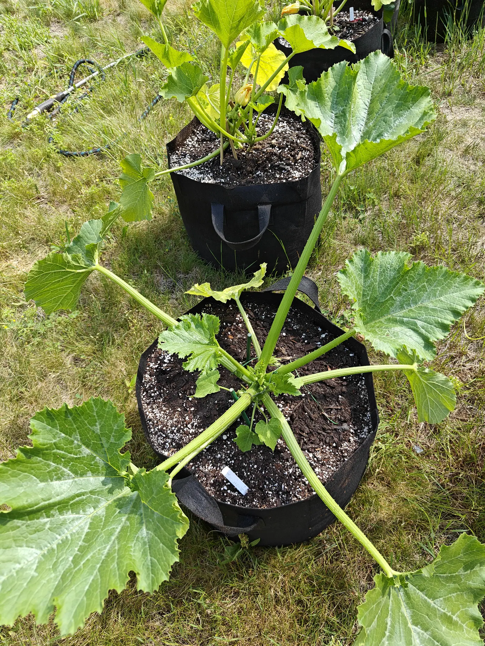 A Dark Green Zucchini on 19 June, five-lobed blades streaked silver-white along and between their veins on thick grooved prickly stalks, a tight knot of buds at the crown and one trumpet flower open on the plant behind it, in hard midday sun.