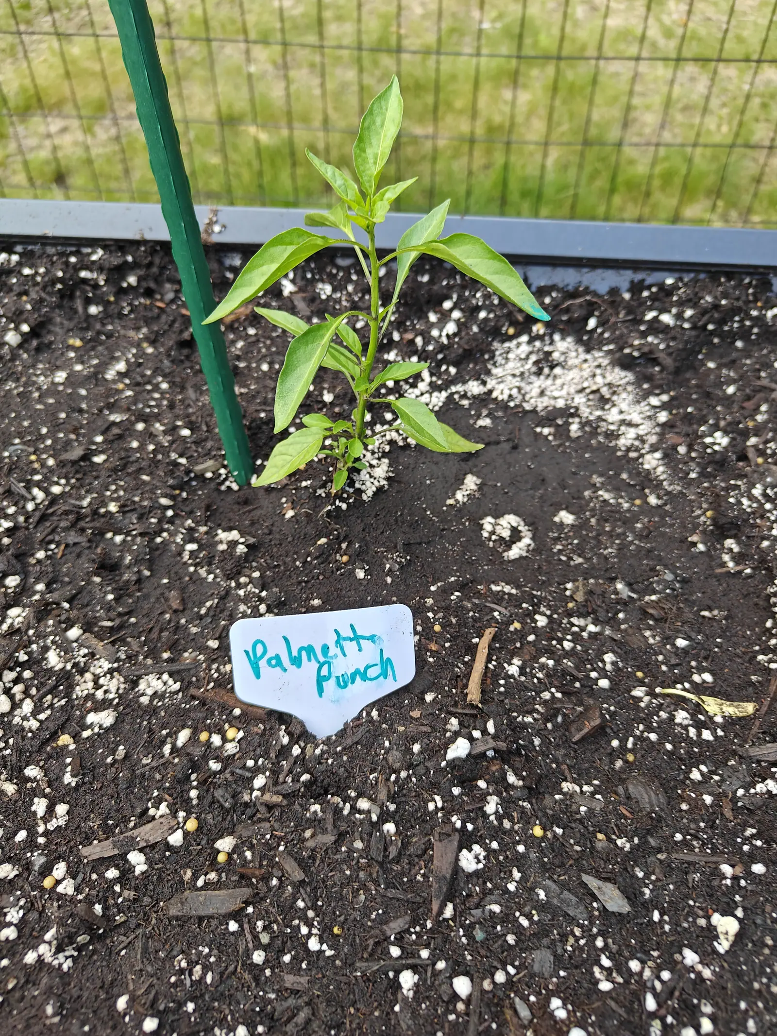 A newly set-out seedling on 19 June, alone in a wide expanse of raked bare bed, one slim downy stem already breaking short side shoots at every lower axil, its narrow glossy leaves drooping below and standing up around the tip, in flat bright daylight.