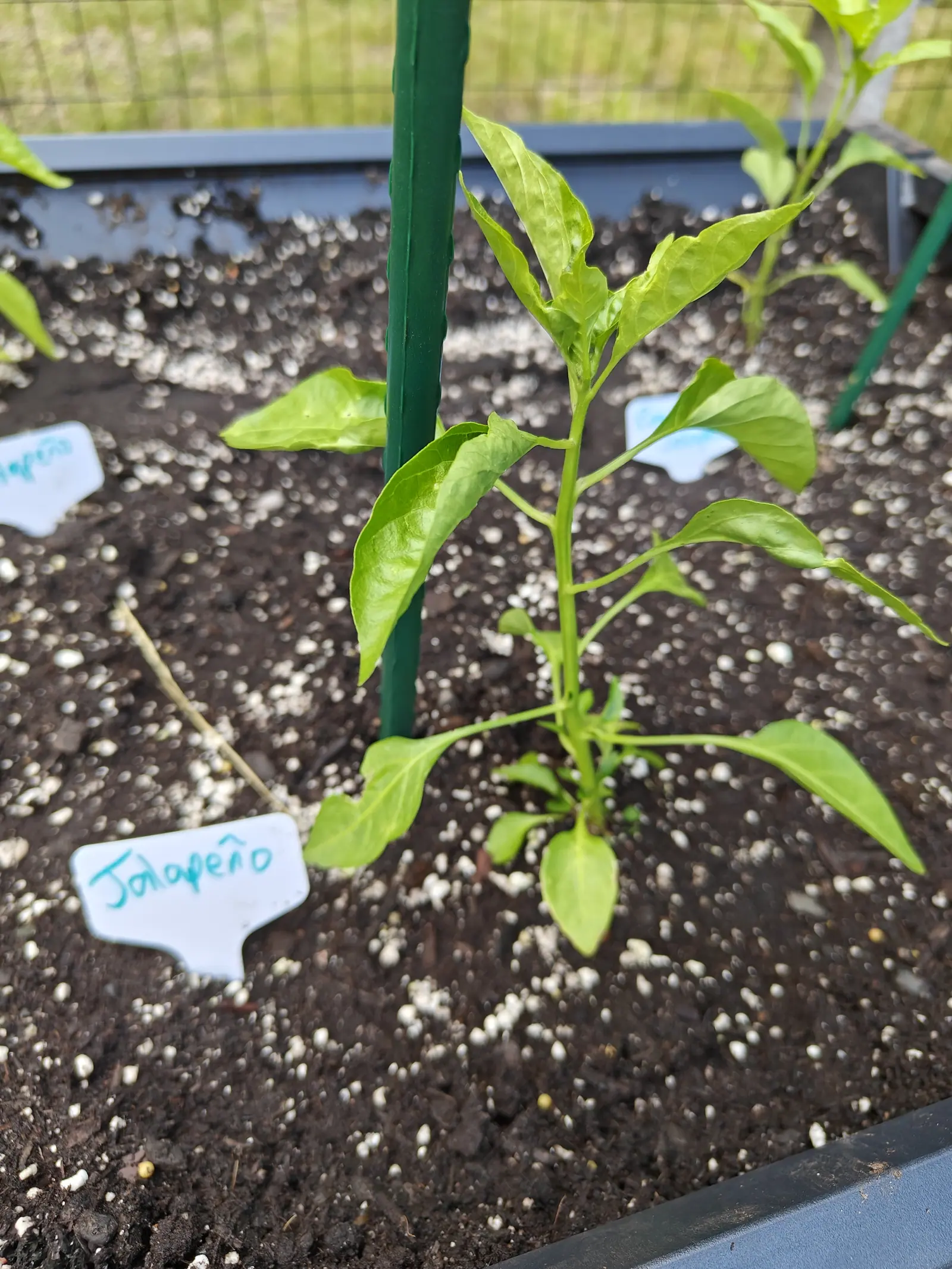 A Jalapeno on 19 June, its pale stem faintly ridged and zigzagging at each node, the leaves wavy-edged but without a tooth on them and drooping out sideways below a standing tuft, everything past it thrown soft in a shallow depth of focus.