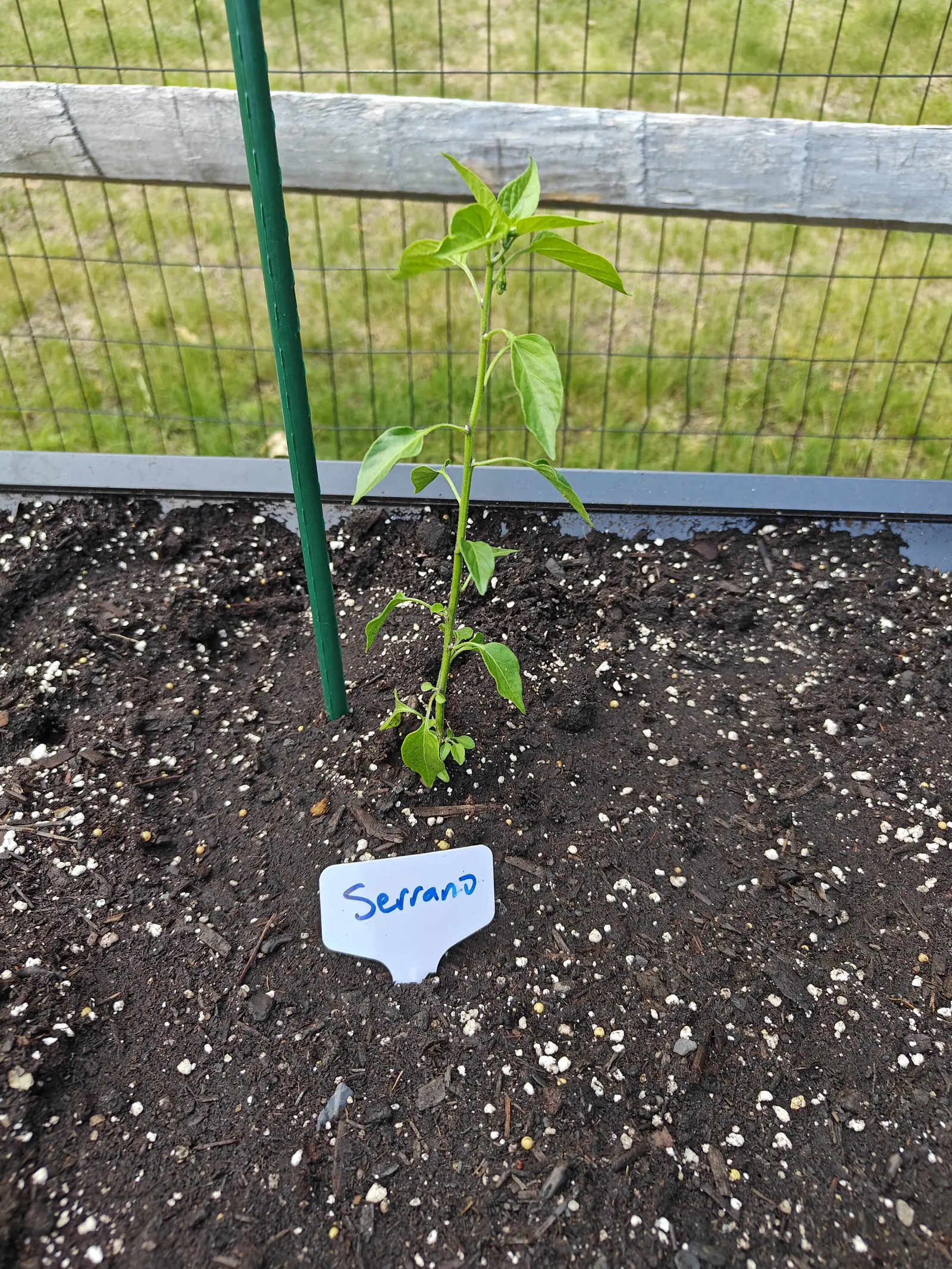 A Serrano pepper on 19 June, drawn up leggy on one downy stem with a shoot breaking at every lower axil, its oldest leaves spread flat and level and the newest gathered into a loose head at the top, alone in a dry raked bed in bright flat light.