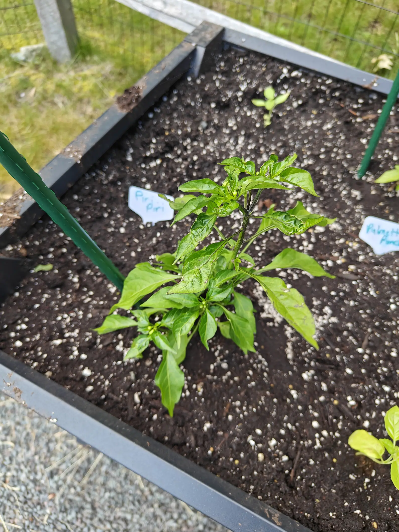 A Piri Piri pepper on 19 June, forked into several shoots from a low crown with its leaves spread flat over the soil and a tight cluster of three to five pale greenish buds sitting in each of two forks, one leaf tip blackened, in bright angled daylight.