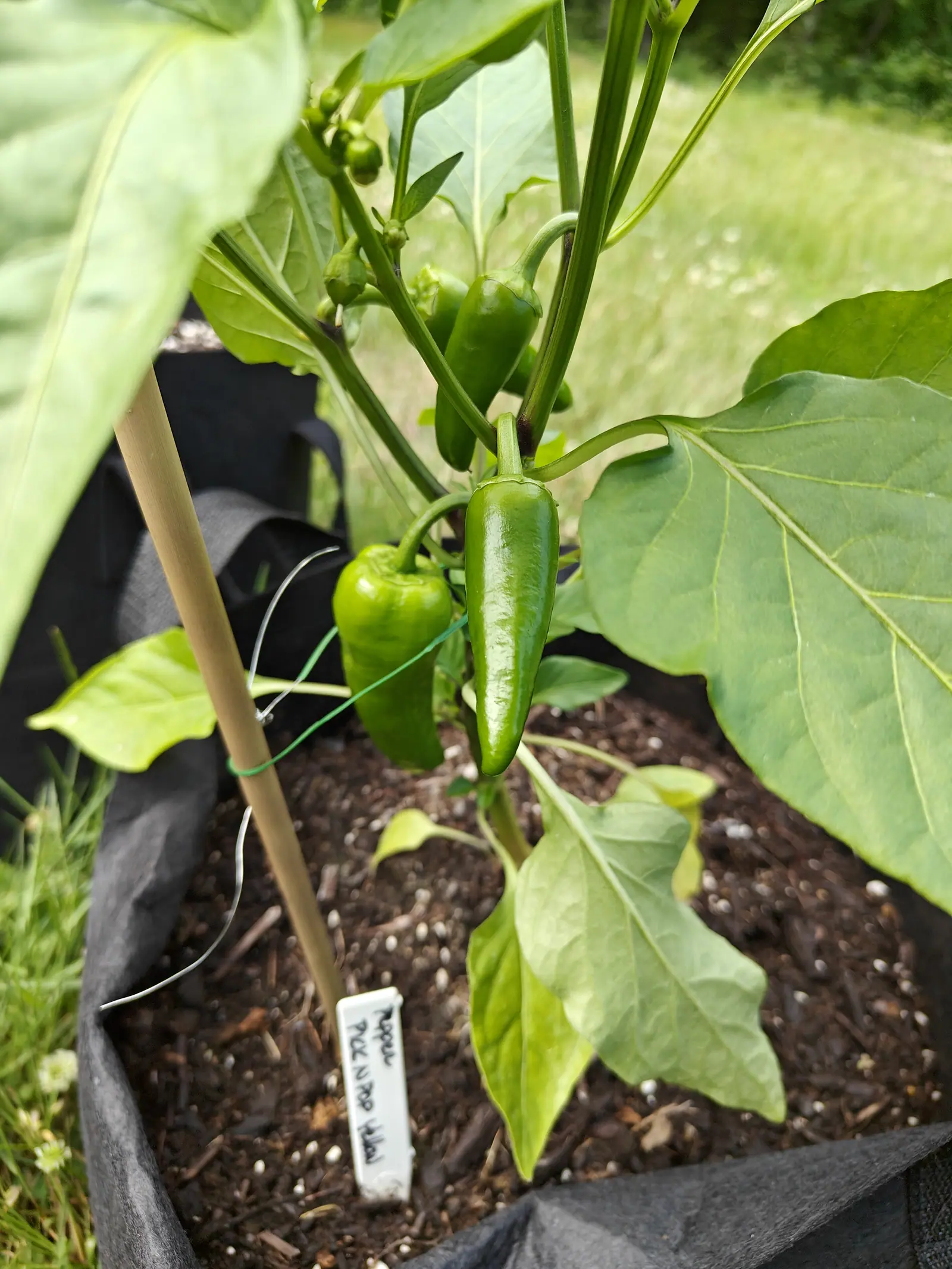 Pick-N-Pop Yellow peppers on 19 June, four or five hanging pendant from the forks on thick bent stalks — the largest a blunt cone creased lengthwise and dimpled in a ring at the shoulder, a squarer blockier one beside it, all still green in dappled sun.