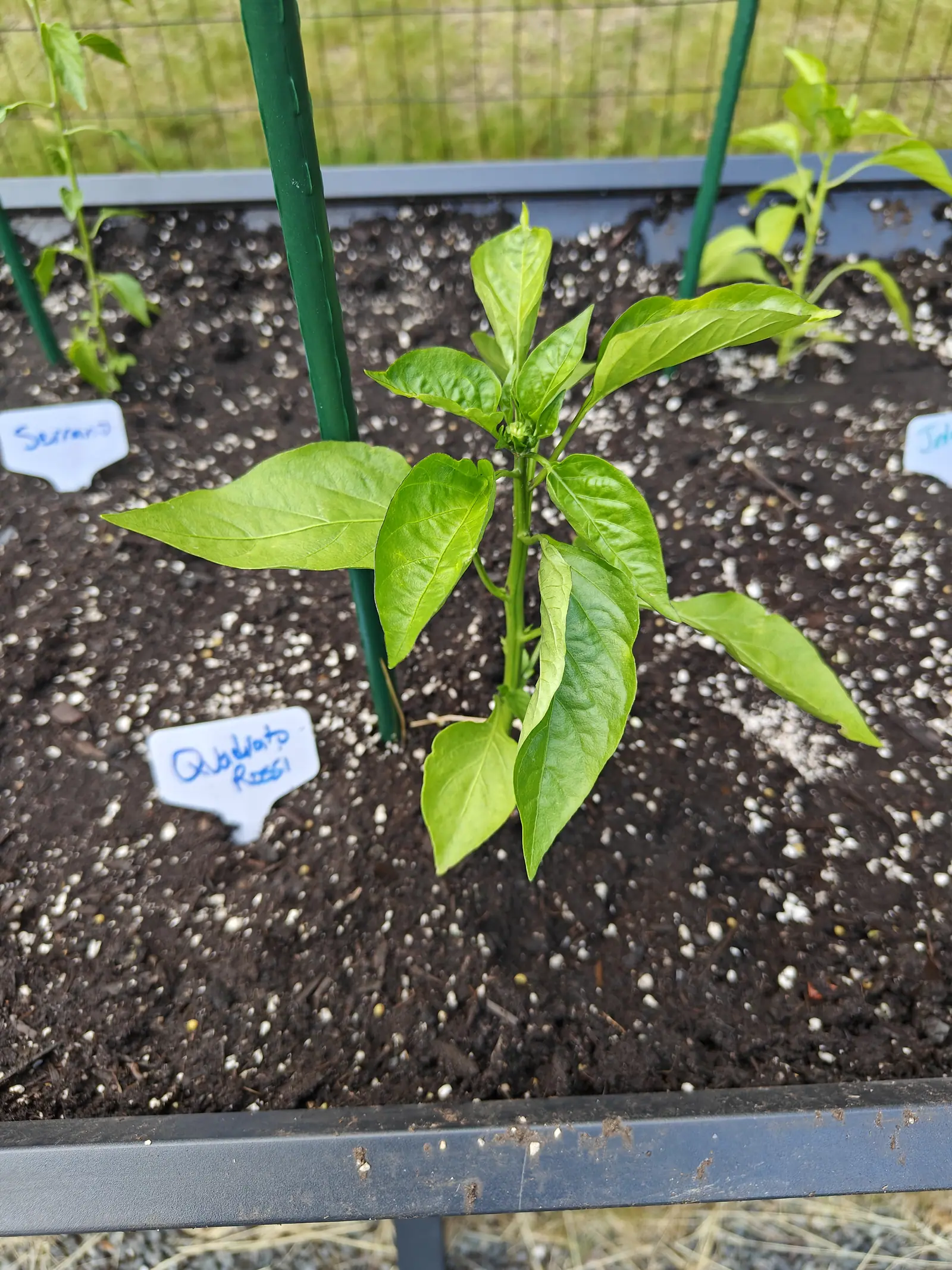 A Quadrato d'Asti Rosso pepper on 19 June, one closed bud standing erect in the first fork of the stem with its sepal lobes still pointed shut, the largest leaves reaching out level over the soil and the youngest in a tight head at the tip.