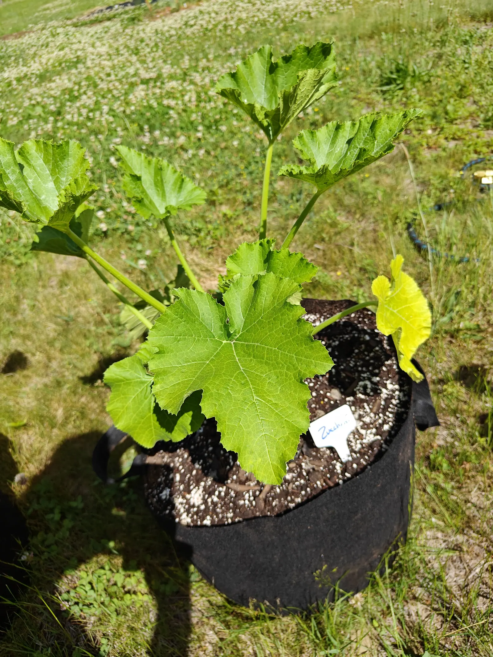 A zucchini on 19 June, one whole leaf gone bright lemon yellow among plain mid-green ones with no mottling in them, all held stiffly up and out on thick grooved bristly stalks, the photographer's own long shadow thrown across the clover in hard sun.