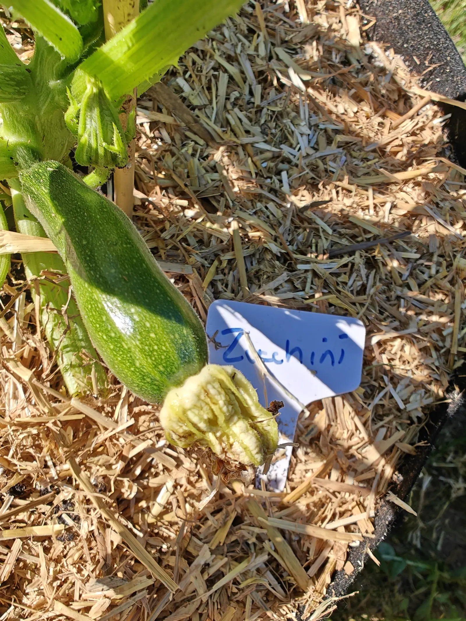 A Dark Green Zucchini fruit on 21 June, club-shaped and swelling toward the blossom end where the spent flower still hangs on as a papery cream crumple, its skin speckled cream over a darker band and fringed with short bristles that the hard sun lights.