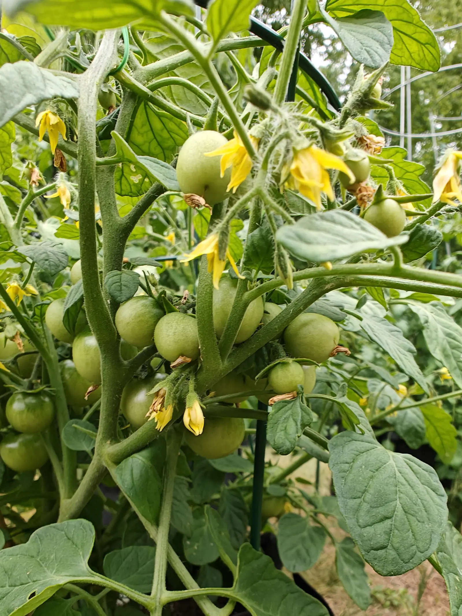 A Cherry Falls tomato on 22 June, cropping so hard the frame holds nothing but it — dozens of gray-green fruit under a bloom of fine hairs, some still wearing their shriveled flower, and open blooms curling their petals back off a pale cone of anthers.