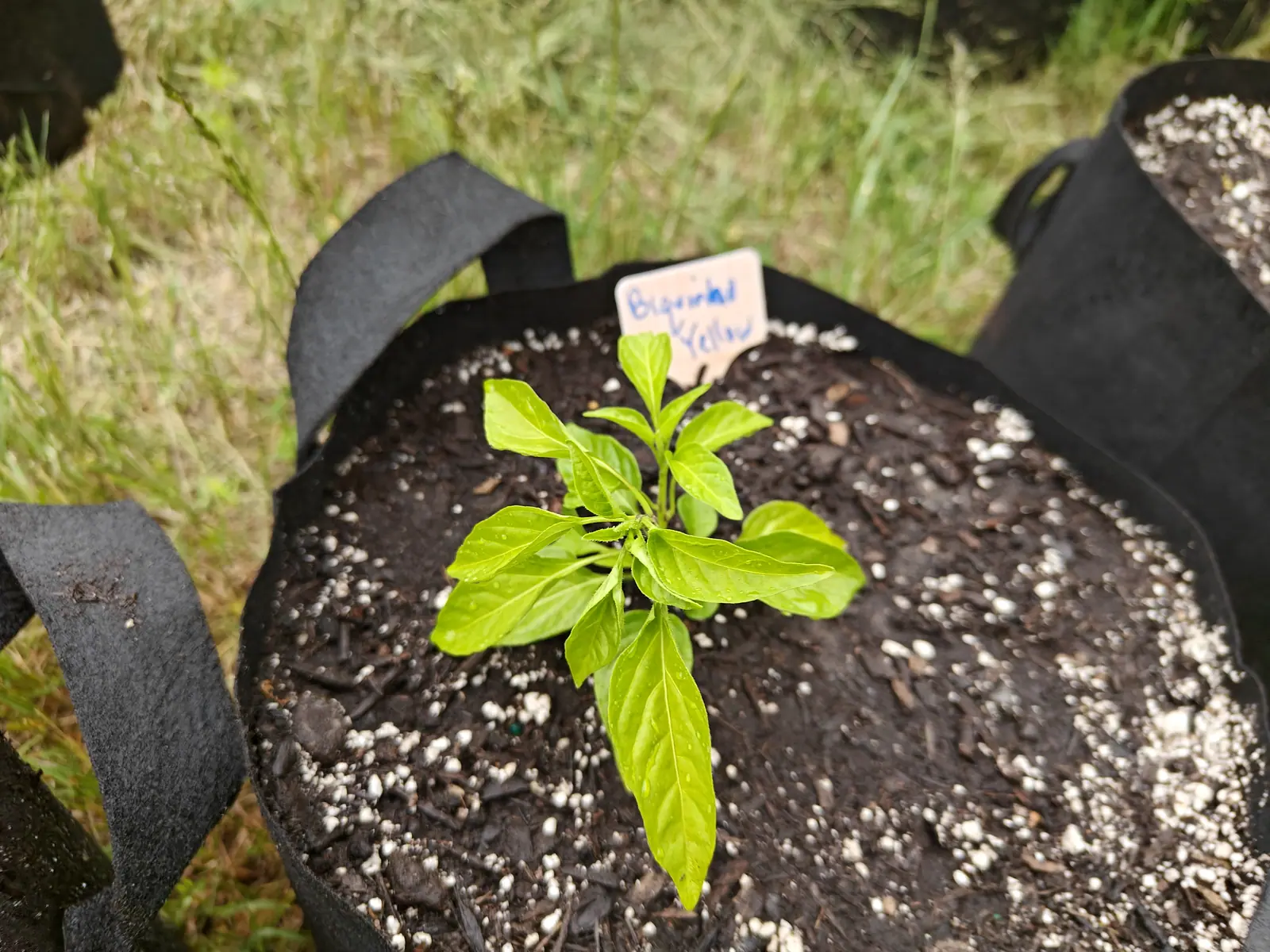 A Biquinho Yellow pepper newly set out on 23 June, a compact rosette with a tight knot of new leaves at its tip, its cupped rippled blades still holding clear droplets after rain and fine white hairs standing along every midrib, in soft flat light.