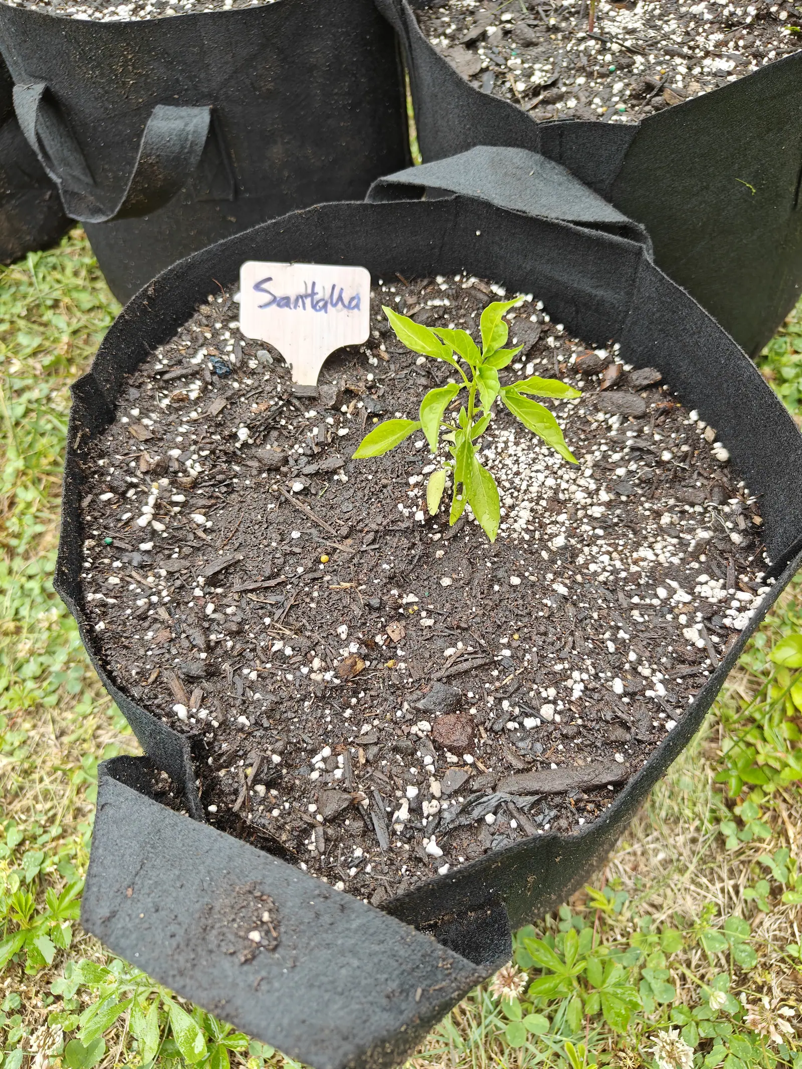 A Santaka pepper on 23 June, eight or ten narrow blades drawn to fine points and several of them cupped or twisted, still beaded with rainwater, a knot of much smaller leaves balled up at the crown, set off to one side of an otherwise empty bed.