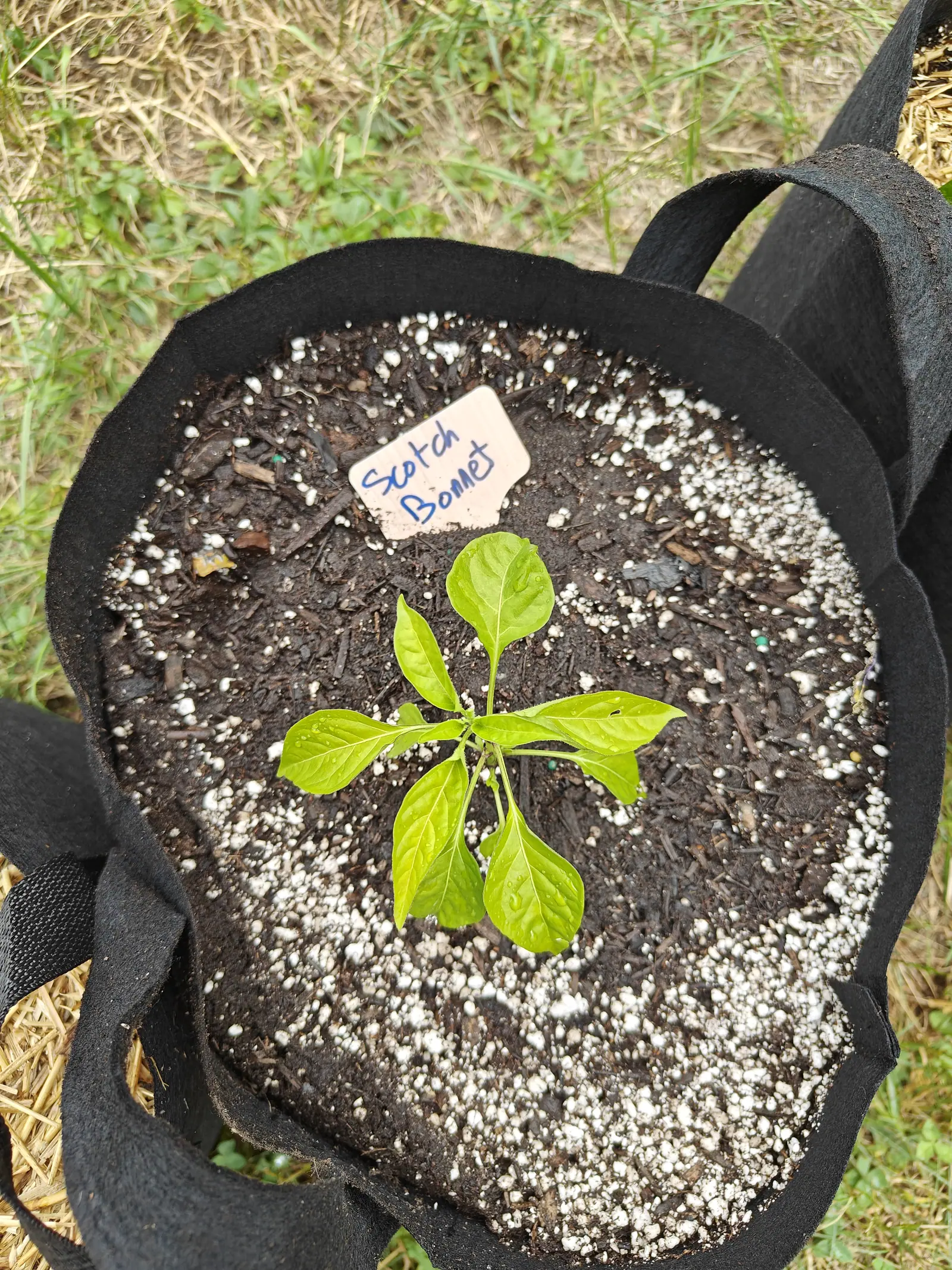 A pepper sold as Scotch Bonnet on 23 June, eight leaves spread flat into a near-perfect circle from one very short crown, rainwater beaded across them and short stiff white hairs plain along each leaf stalk, one blade holed where something chewed it.