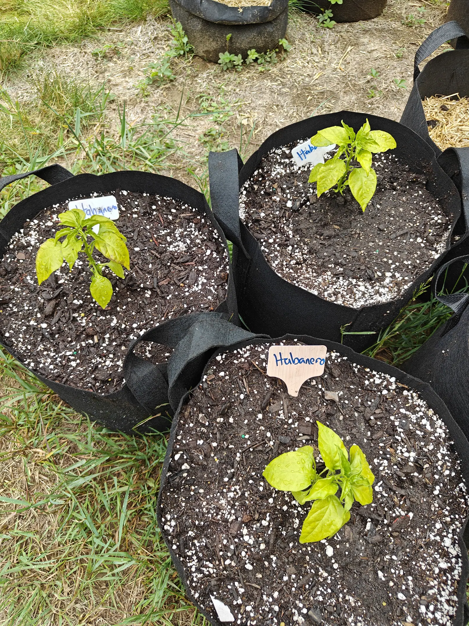 Habanero peppers on 23 June, one to a bag in a loose triangle of three, all of them a light yellow-green verging on lime and paler than anything else in the frame, rain still standing in clear beads on them and one left-hand tip dried brown.