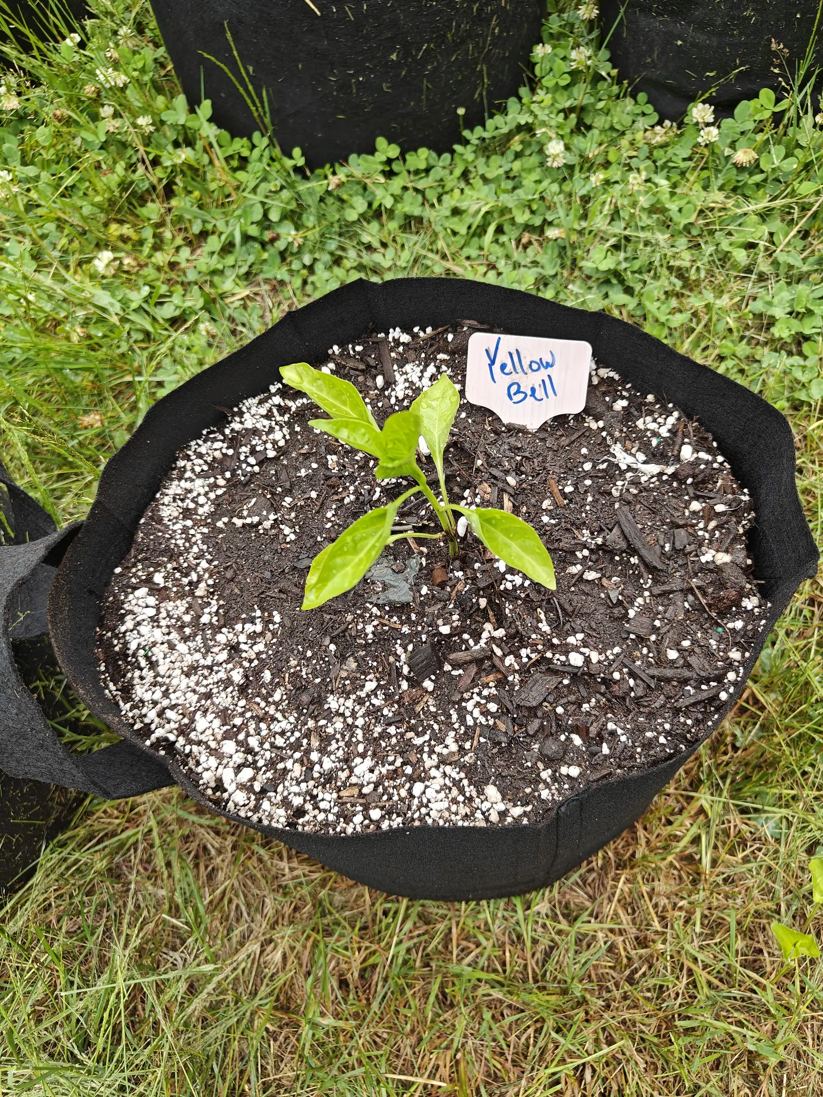 A pepper set out on 23 June, six or seven cupped glossy leaves on one short stem flushed faintly purple at its base and a bunched cluster of new growth at the tip, rain still beaded on it, the turf around it thick with clover in flower.