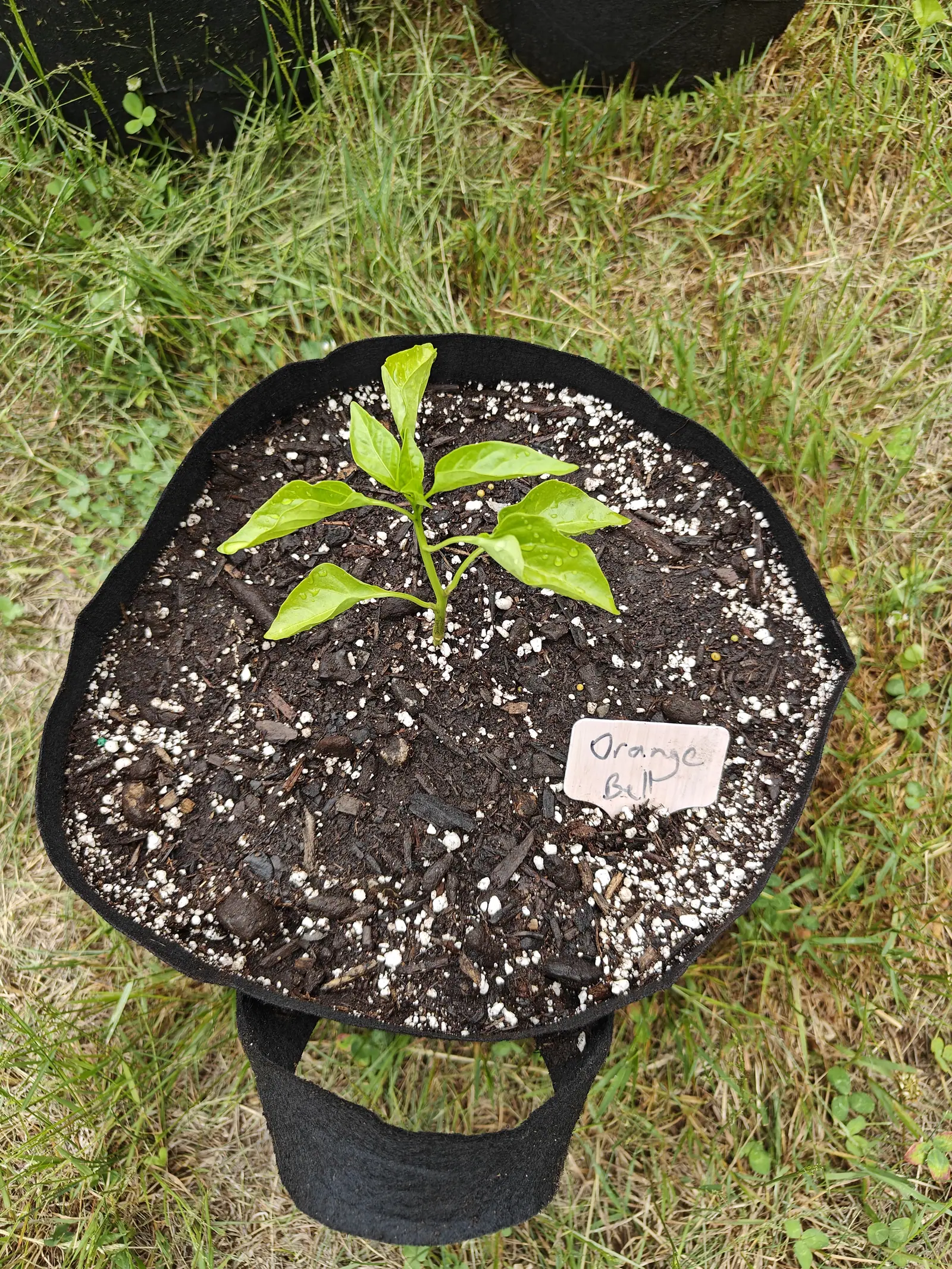 A pepper on 23 June, set off in one corner of an otherwise bare bed, seven or eight glossy leaves on a smooth ridged stem with a small cluster of new ones at the tip, several cupped or wavy at the edge and nearly all of them still holding rain.