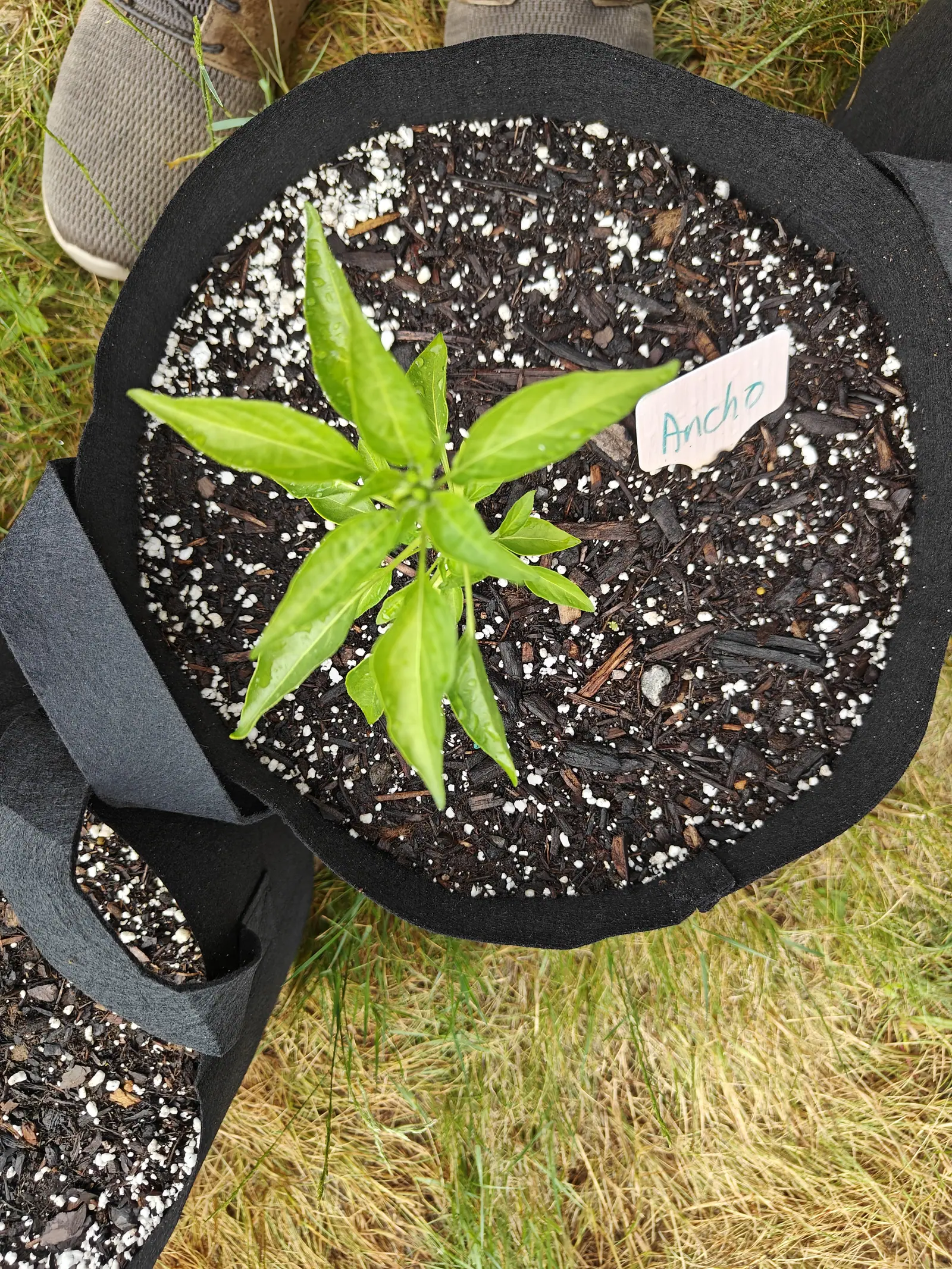 An Ancho pepper on 18 June, shot from directly overhead so its dozen narrow blades wheel out and slightly down from one short crown, several folded along the midrib and beaded with rain, on turf that runs green above and bleached straw below.