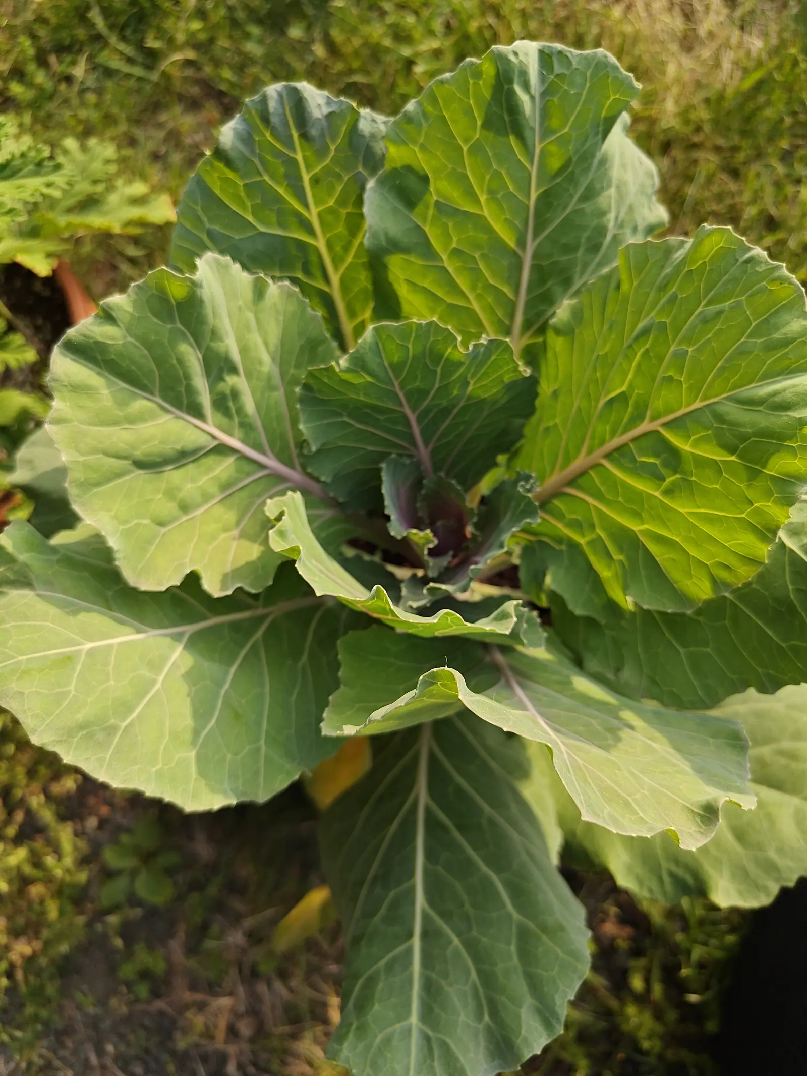 A cabbage on 5 June, its outer leaves spread level and overlapping on cream-white midribs washed dull purple, the innermost already cupping inward into the start of a heart and grayer the further in they go, in low late side light.