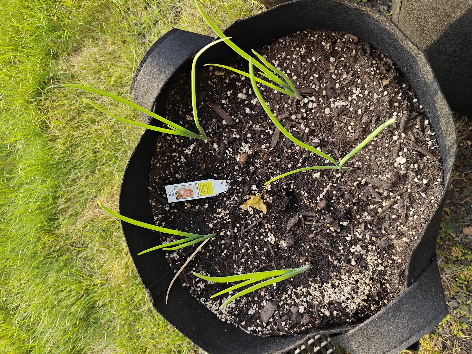 Long-day red onions on 5 June, five or six small fans scattered wide apart with bare ground between them, every shoot flushed red-purple where it leaves the soil and several tips already dried to straw, in low warm sunlight from the left.