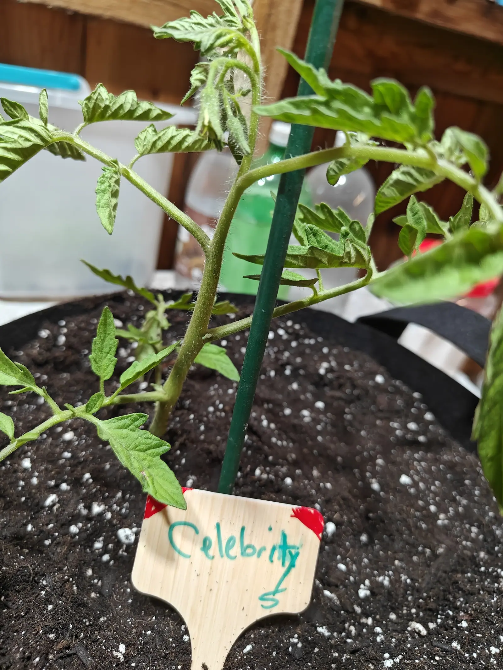 A Celebrity tomato on 14 June, a truss of three or four hairy green buds hanging at one of its upper nodes with a sliver of pale yellow petal showing where the first is splitting, the stems below bristled thick with long white hairs, in dim flat light.