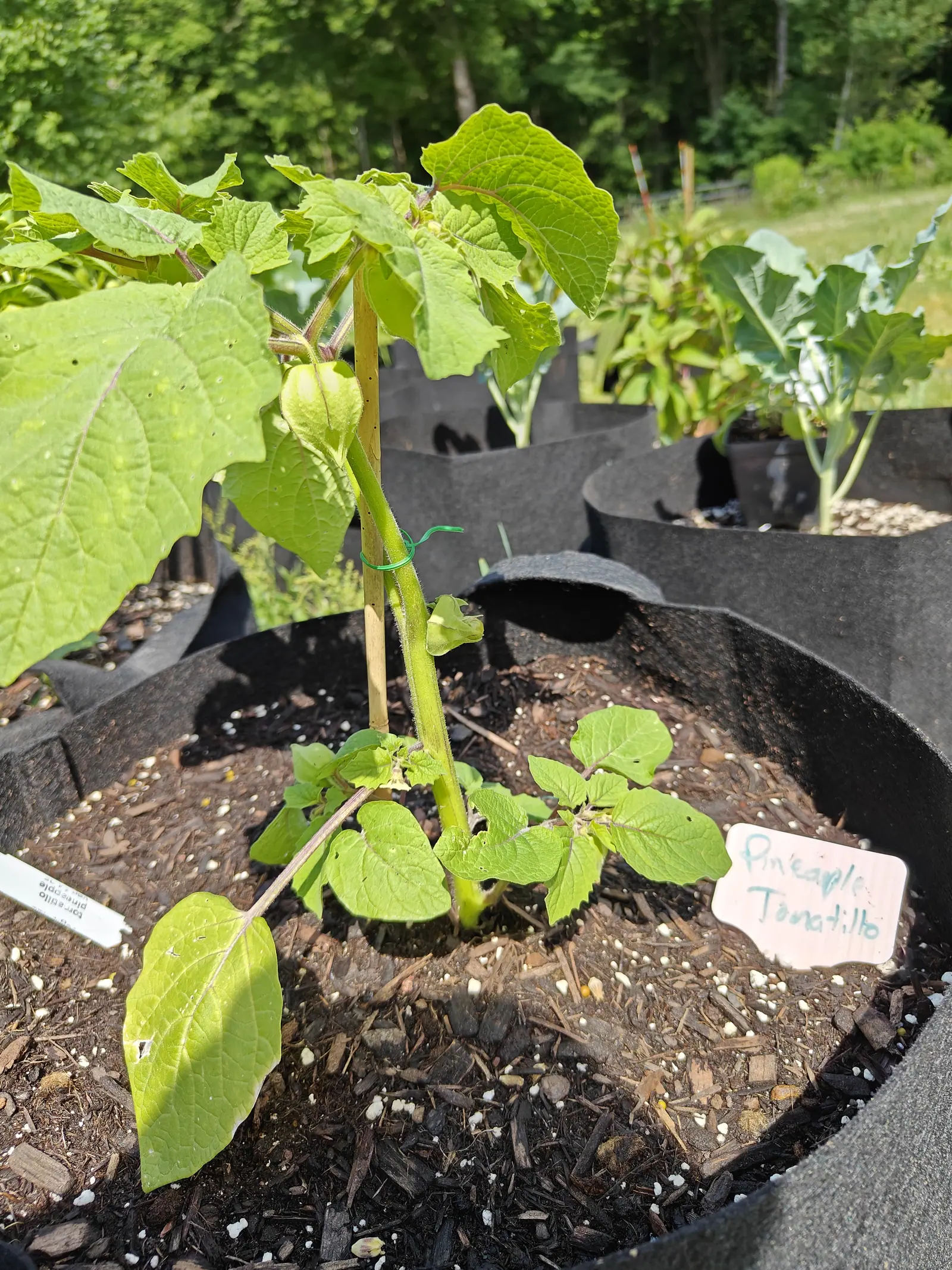 A Pineapple Tomatillo on 19 June, one inflated five-angled husk hanging from a leaf axil with its purple-brown ribs dark against panels thin enough to glow translucent in direct sun, a second husk smaller below it and a third just forming at the base.