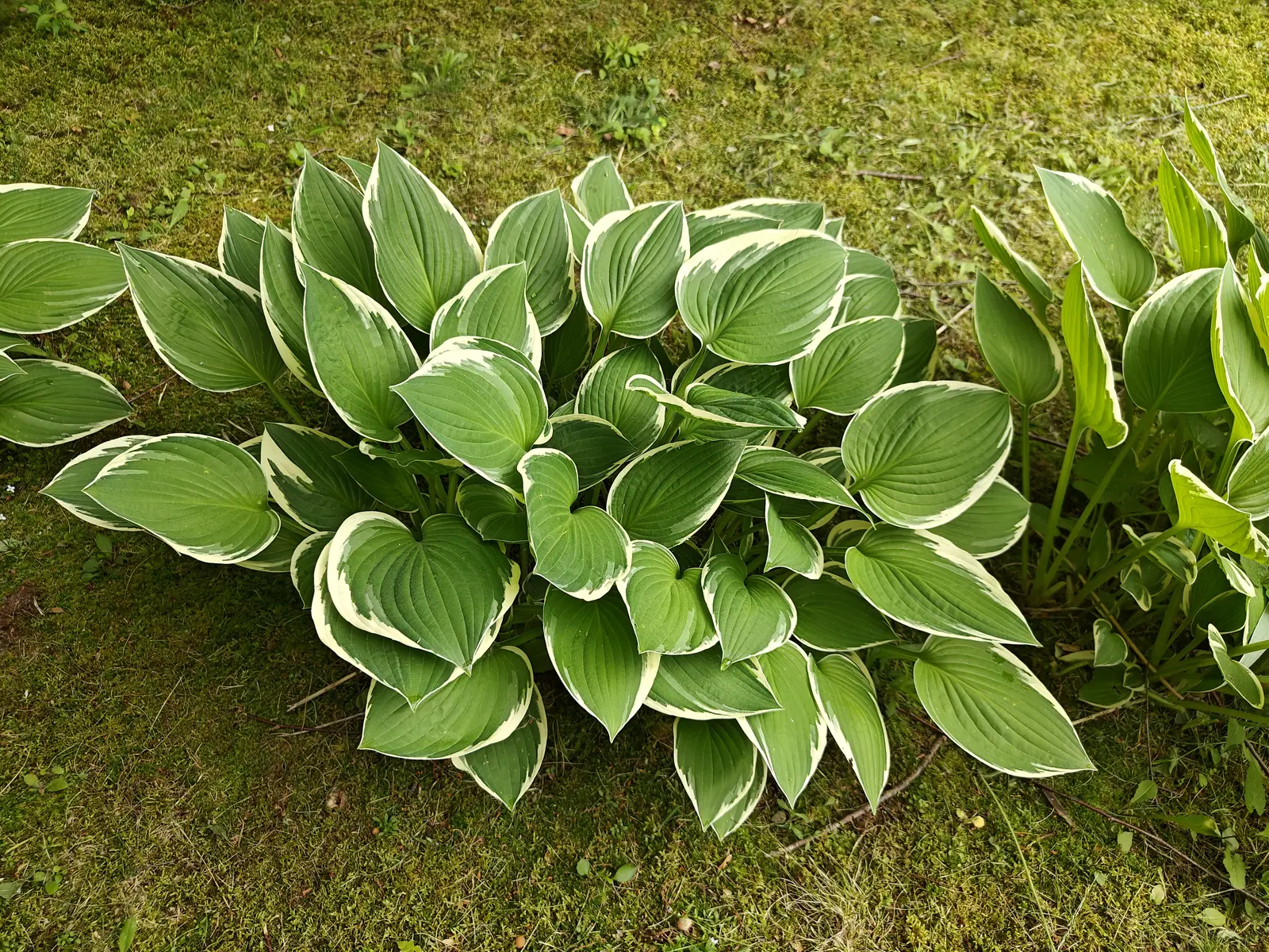 A hosta on 6 June, its leaves arching out in overlapping layers from one tight crown, each blade edged all round with an irregular cream-white band and pleated between its arcuate veins, a second paler clump crowding in from the right.