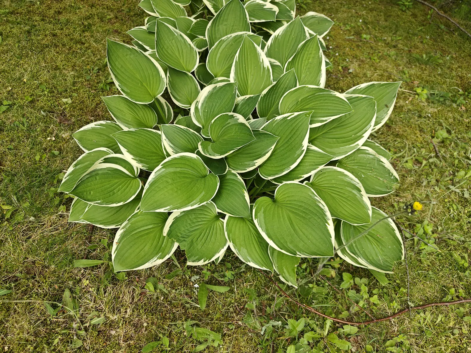 A hosta from directly overhead on 6 June, a rosette of heart-shaped blades radiating from a single crown, two or three of them cupped or twisted to show a paler underside, one dandelion flowering in the moss beside it under flat shadowless light.