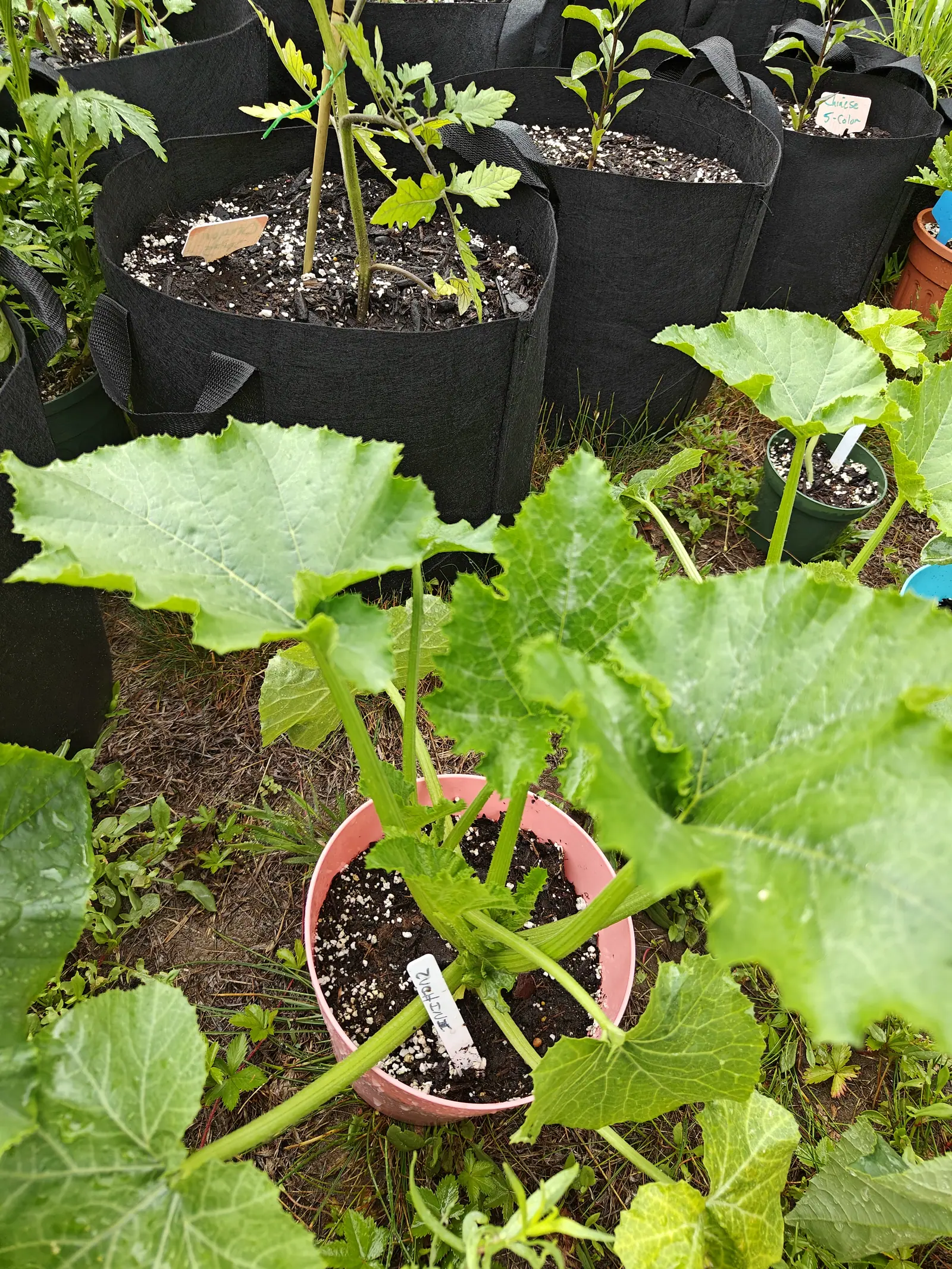 On 12 June, a coarse-lobed plant long outgrown its small pot: stiff hollow petioles splay almost horizontally to carry blades well past the rim, jagged margins crisped and silvery-white mottling along the main veins, everything still wet under soft overcast.