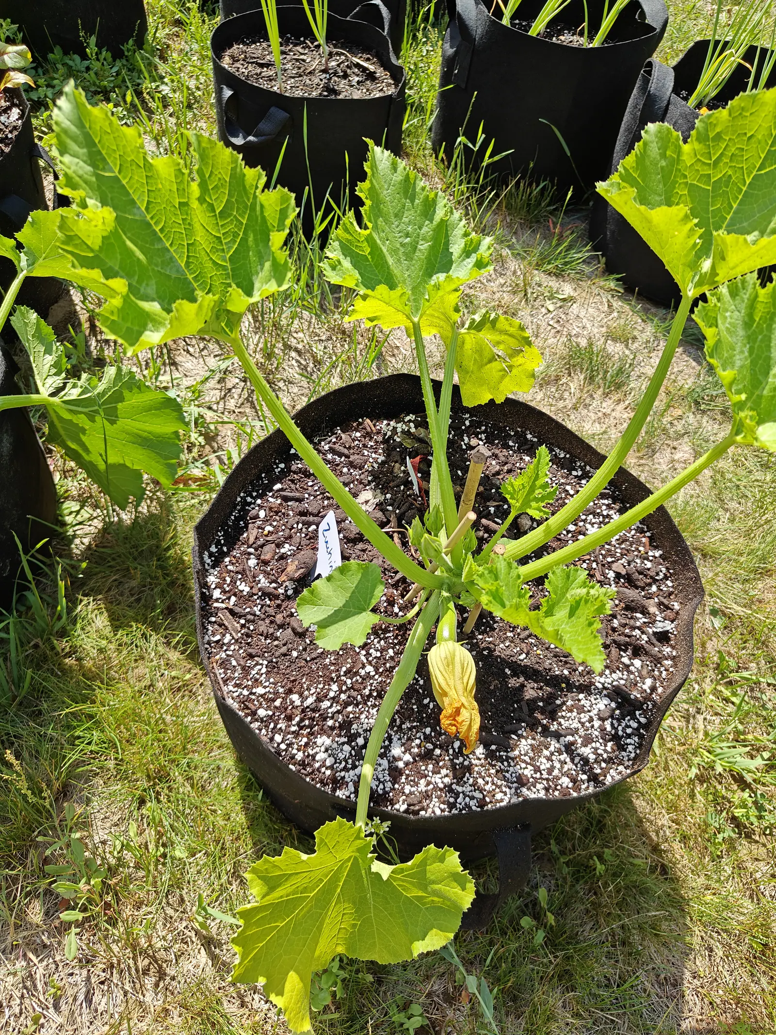 A Dark Green zucchini on 19 June, its spent female flower hanging as a creased yellow bell gone orange and papery at the collapsed mouth, and behind it the young fruit held stiff and straight-sided, pale green under hard midday sun.