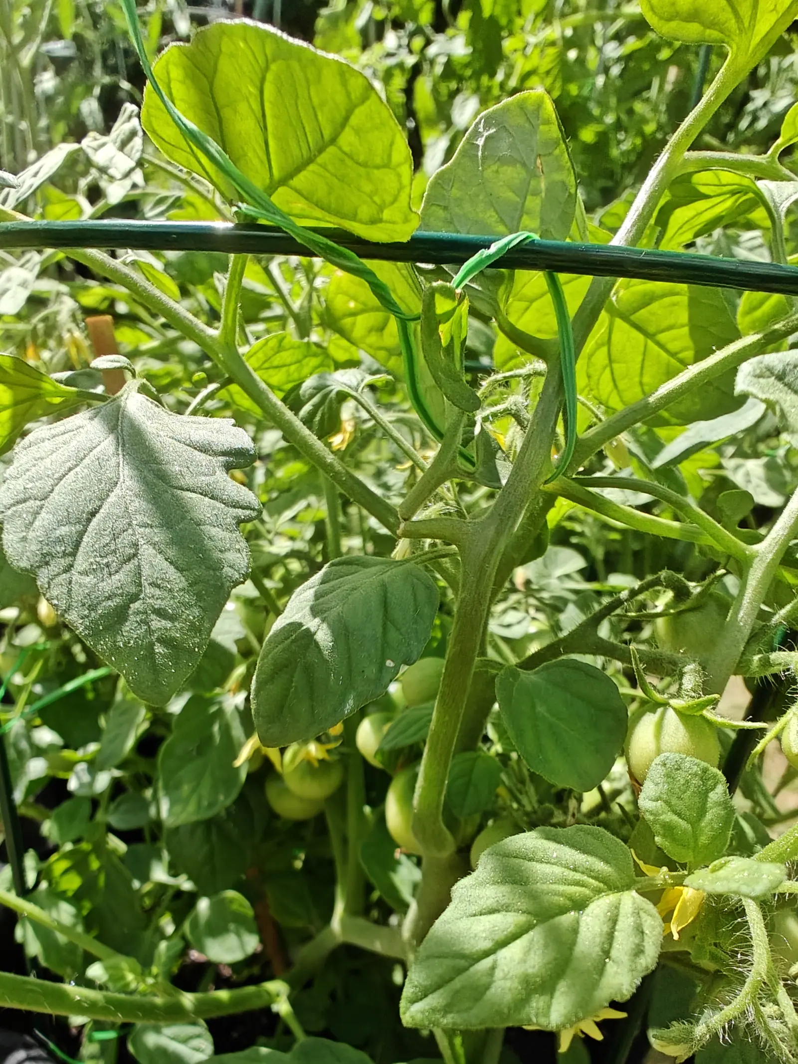 Cherry Falls tomatoes on 19 June in hard noon sun: two bare green berries and one yellow flower with its petals swept right back off the anther cone, while a second plant sharing the frame carries its fruit inside creased papery panels.