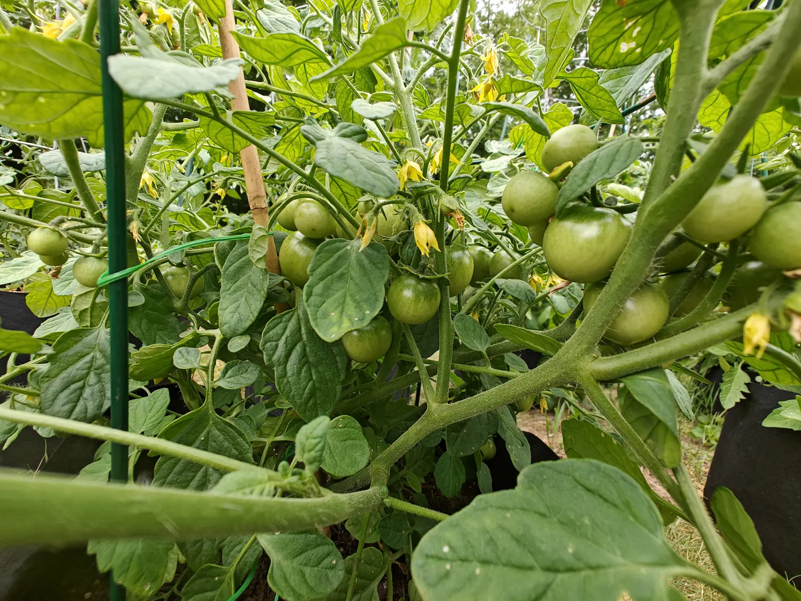 Cherry Falls on 22 June, cropping heavily, dozens of hard green fruits hanging in trusses of four to six with a paler shoulder on every one, the old star flowers behind them already shriveled brown at the tips and the sky burnt out white above.
