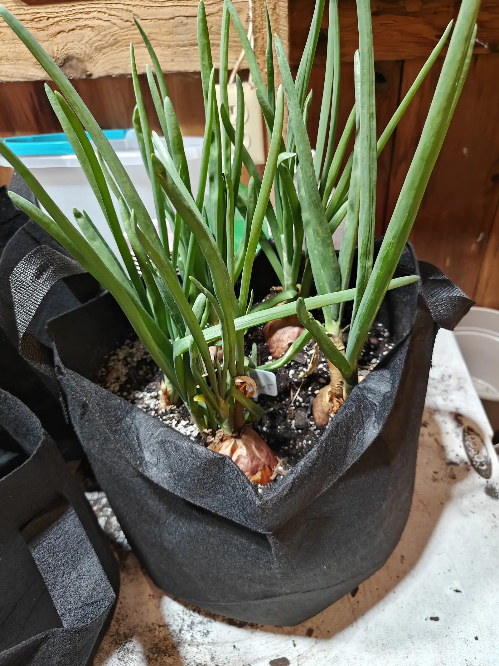 Yellow onions on 14 June, their leaves round and hollow rather than flat, blue-green and kinked right over at the tips, each bulb at soil level wrapped in a coppery-pink papery tunic already splitting and peeling back, in soft light off sawn timber.