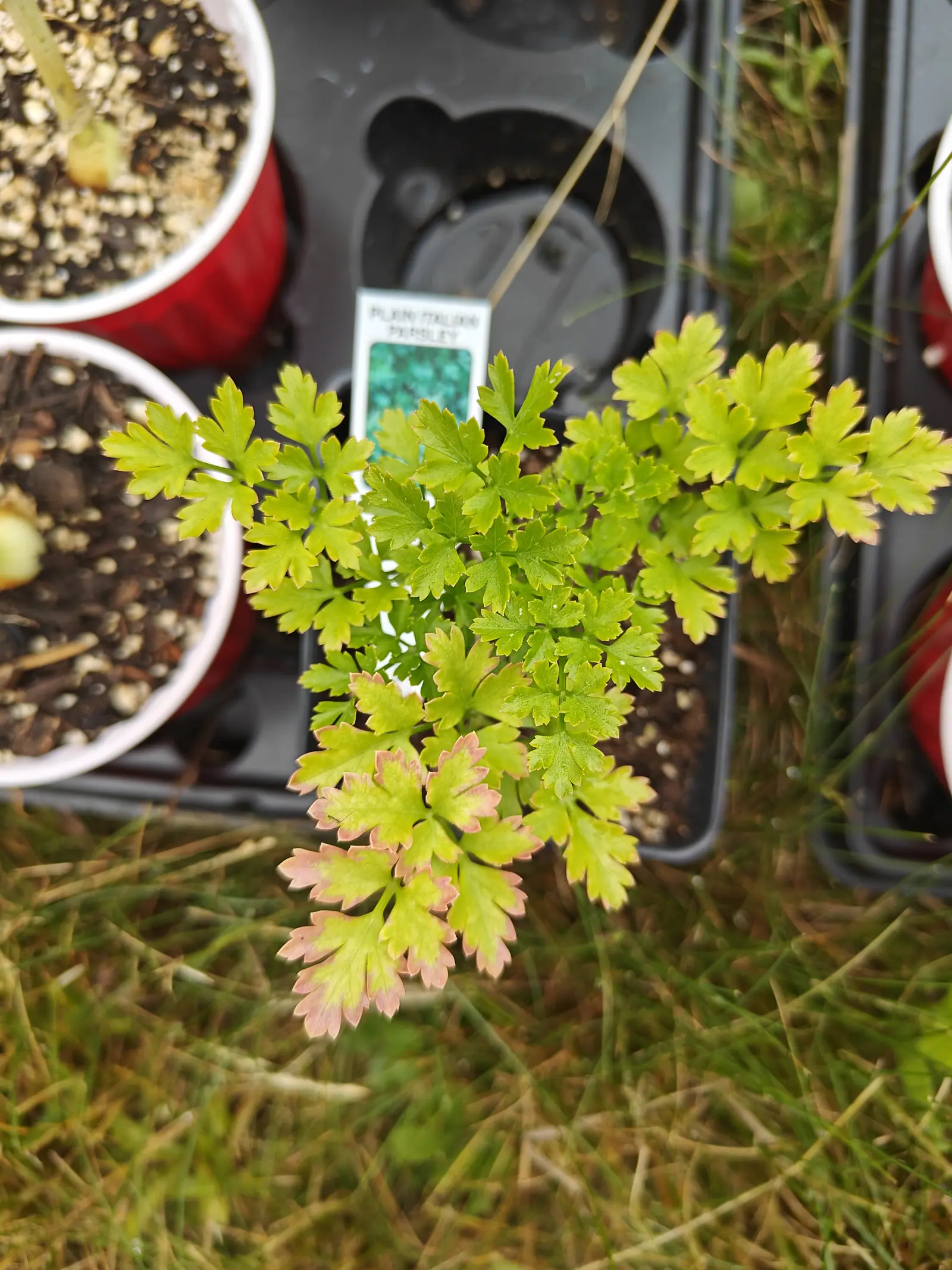 Italian parsley on 22 June, a rosette of a dozen flat-cut leaves in vivid yellow-green and brightest at the new center, the three or four oldest washing dull pink and bronze along their margins and lobe tips, in soft shadowless light.
