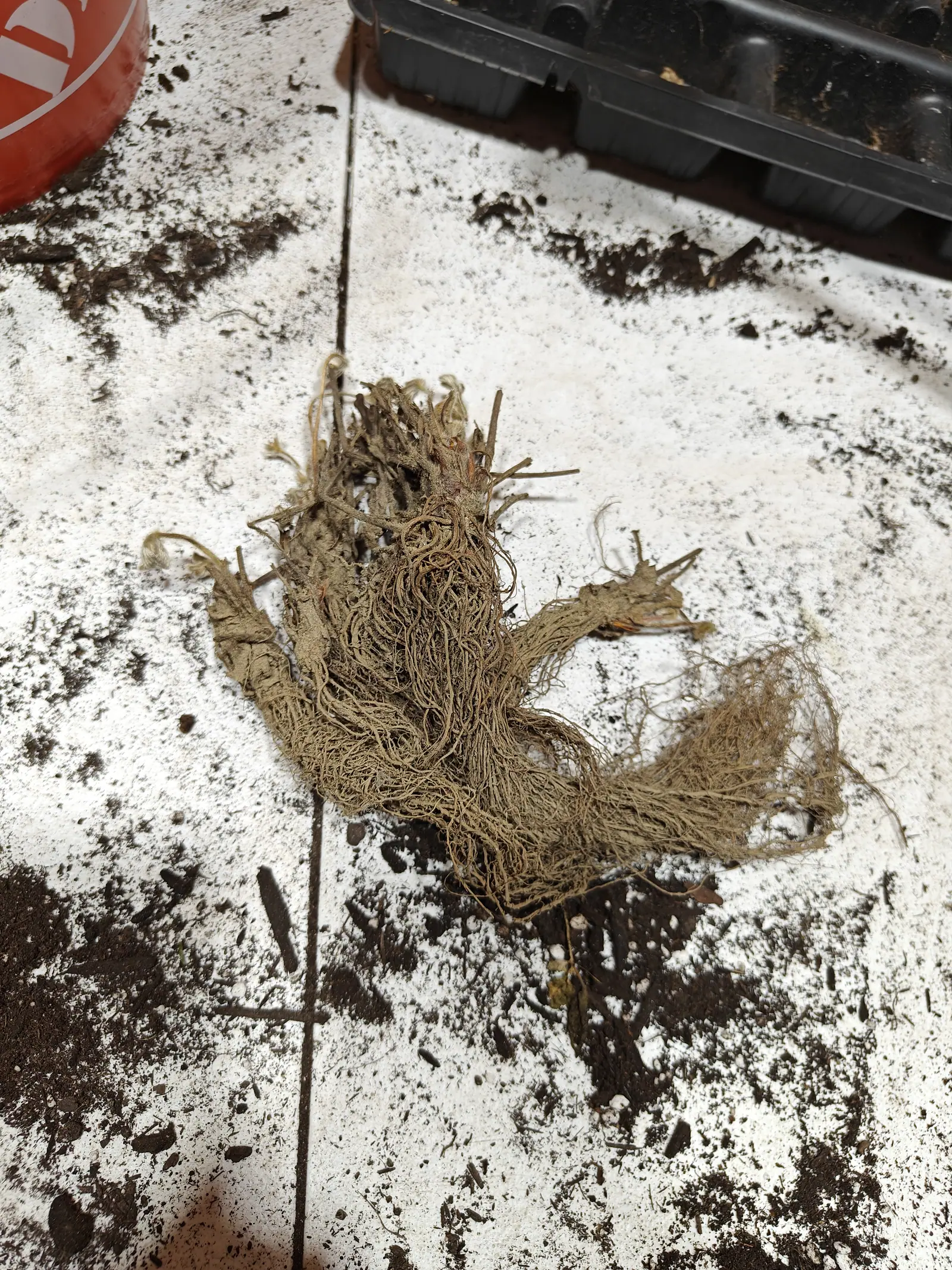 A dormant bare-root crown on 7 June carrying no green tissue at all, the cut and broken stubs of old leaf stalks bristling from a congested woody knot and below it a mat of fine wiry roots combed out dry to one side in long tan strands.