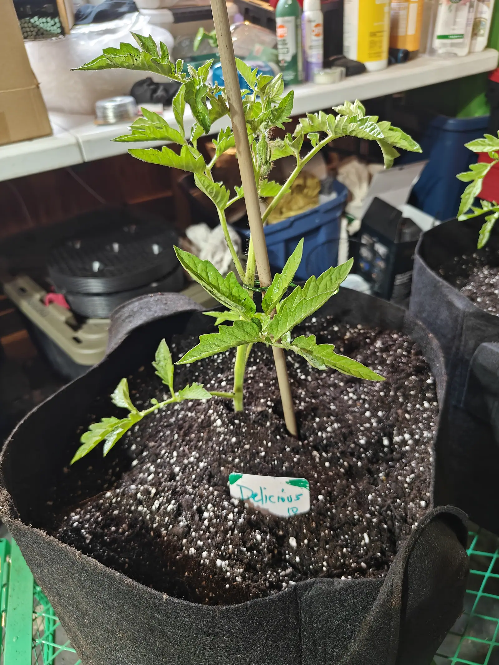 A young Delicious tomato on 14 June, its compound leaves tucking small extra leaflets in between each pair of jagged-toothed ones and one side shoot already sprawling at soil level, indoors under dim light below a shelf of household bottles.
