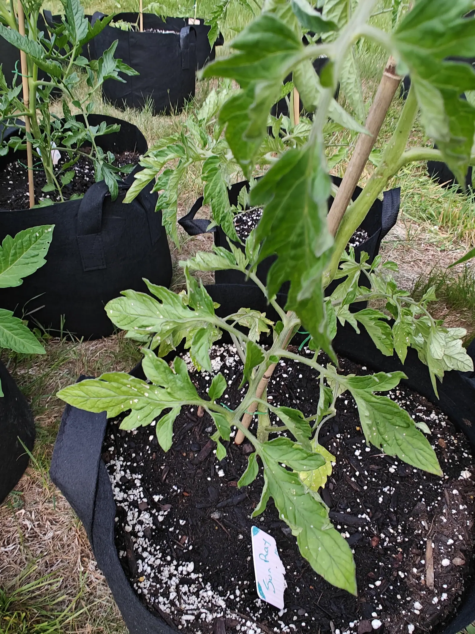 A Sunray tomato on 17 June, the white flecks scattered over its upper leaves not insects but angular chalky granules off the mix, each casting a tiny shadow of its own, and one lower leaflet gone soft yellow near the tip. Flat overcast light.