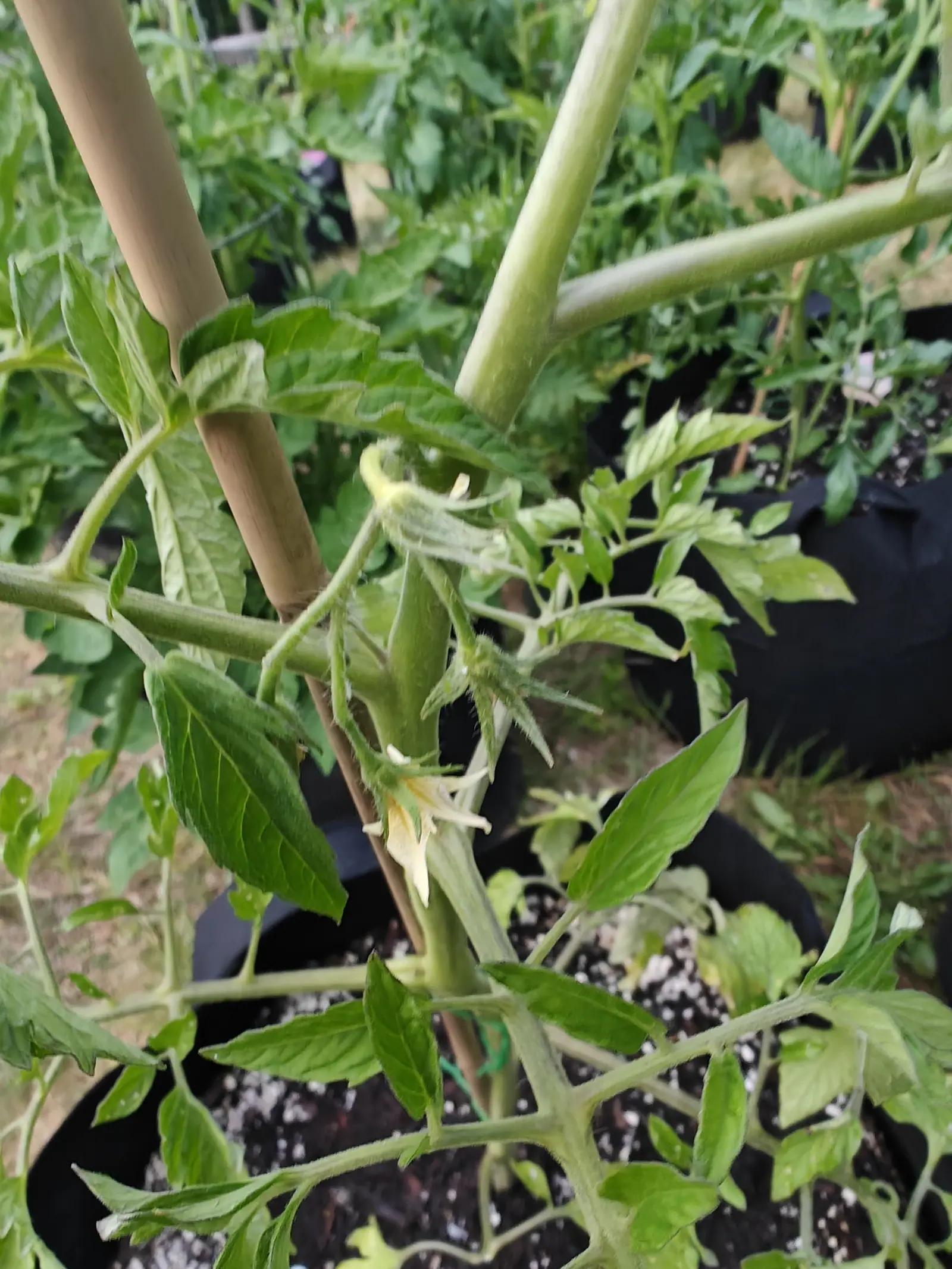 A Sunray tomato on 17 June already setting fruit, a swollen green ovary on a short hairy truss, and above it the spent flower hanging limply back along the stalk with its petals faded to cream and straw and a yellow flush still at their bases.
