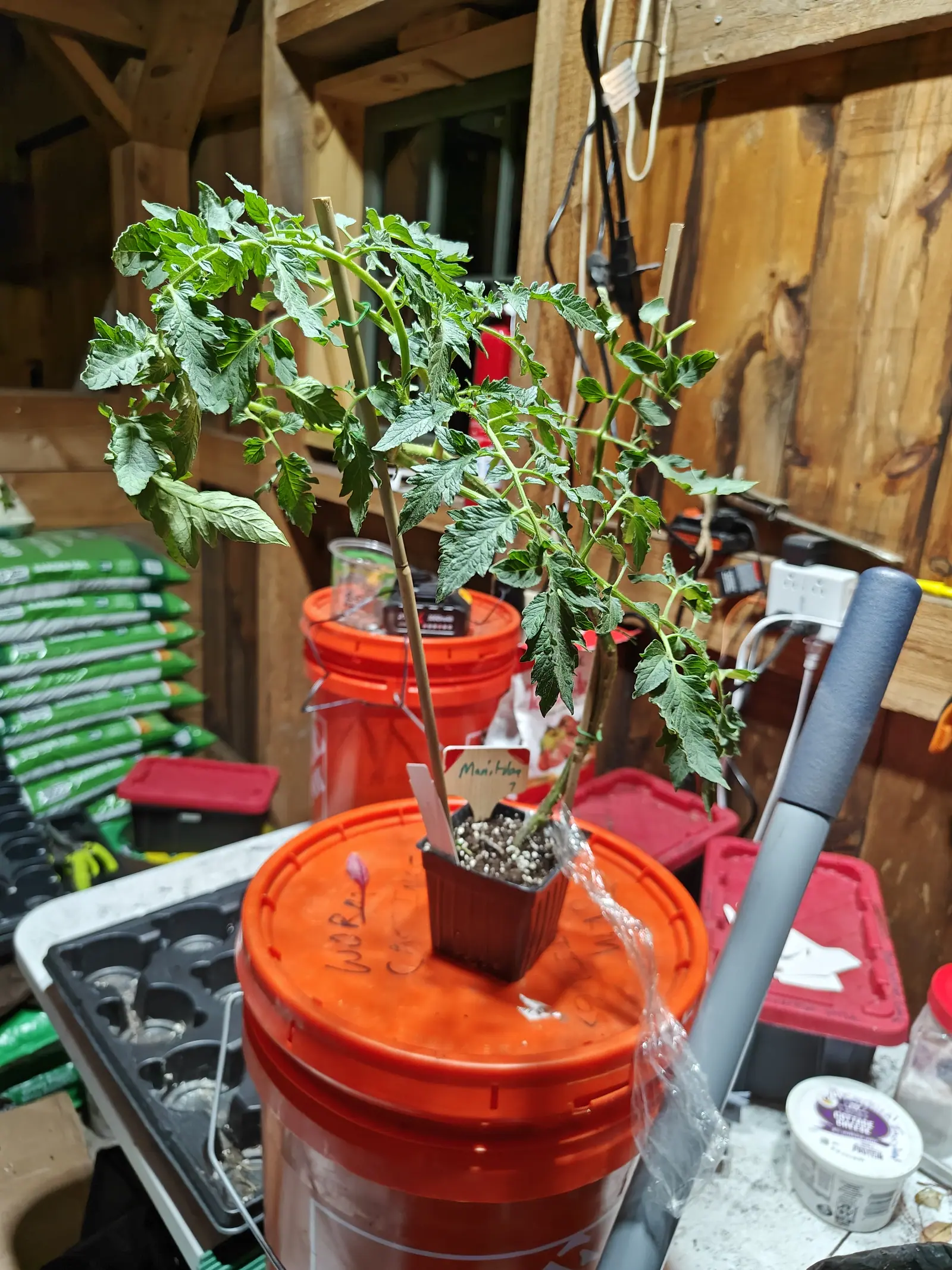 A Manitoba tomato drawn thin on 14 June, two bare woody stems below and then long arching growth with its compound leaves spaced far apart, potted up on an upturned bucket lid in a timber-framed shed and lit only by a window at the back.