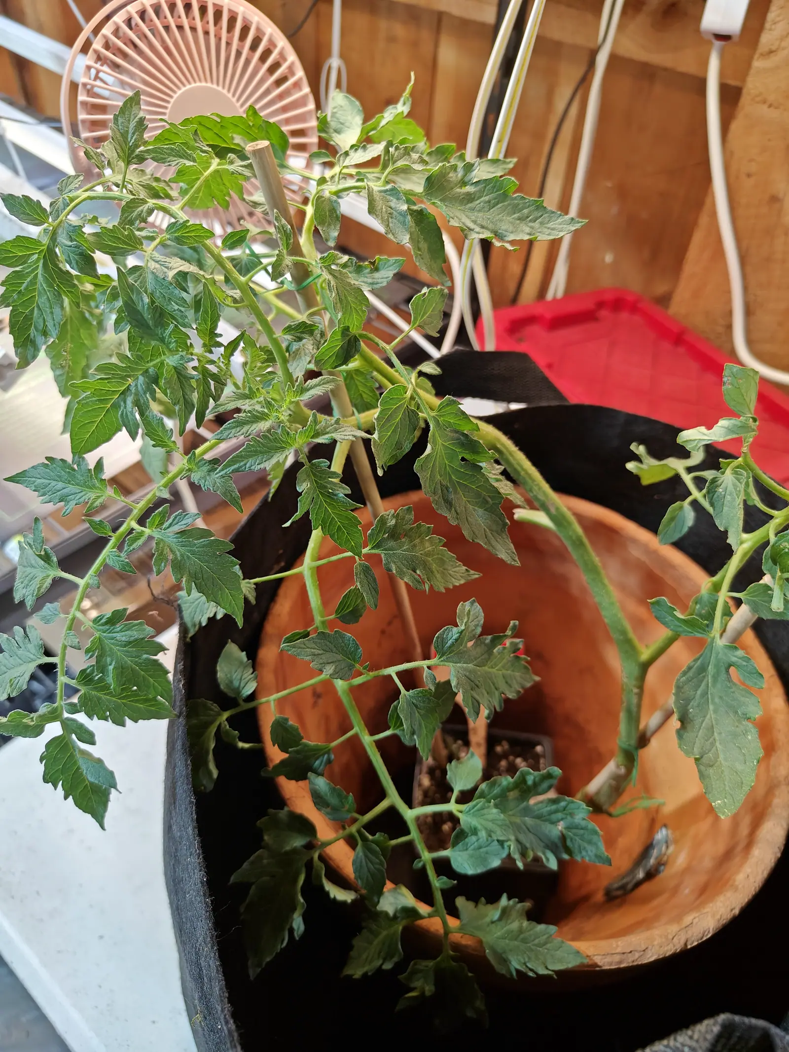 A Manitoba tomato on 14 June, sprawling soft-stemmed in every direction and wilting over the raw bark-edged rim of the wooden bowl it stands in, indoors under a strip light with a caged pink fan turned on it from the shelf above.