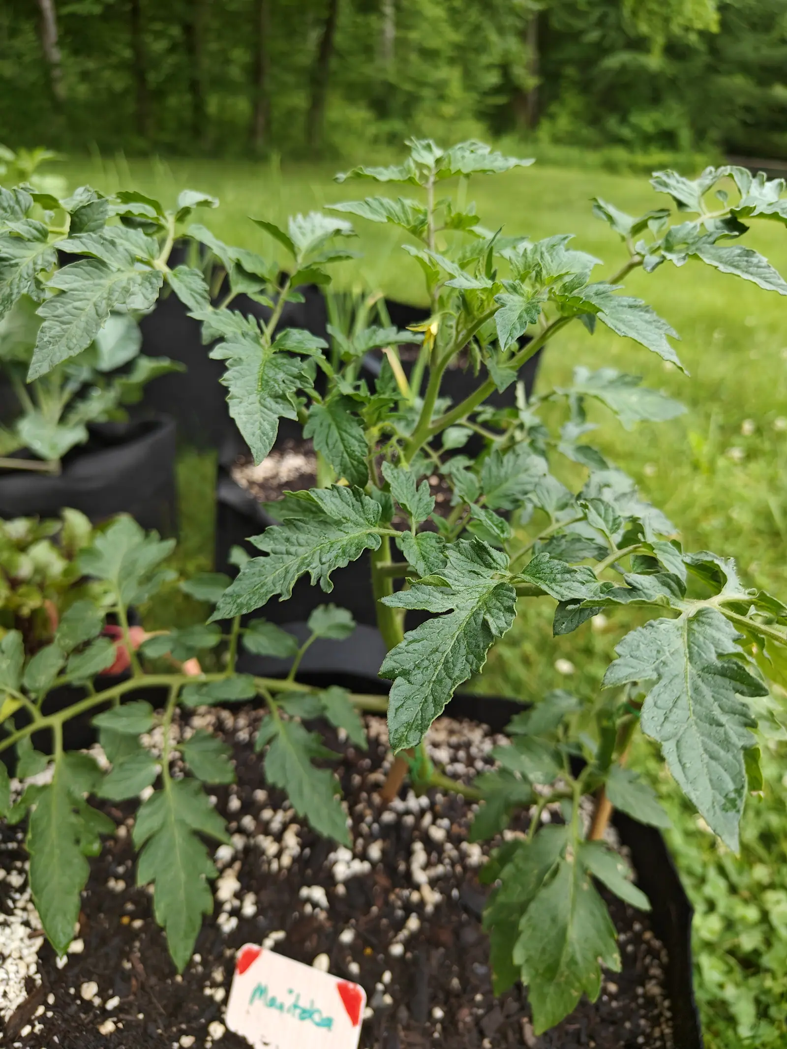 A Manitoba tomato on a damp overcast 12 June, its saw-toothed leaflets dusted all over with fine water droplets and one yellow star flower just breaking at the top of the stem, the woodland behind it blurred to a soft green wall.