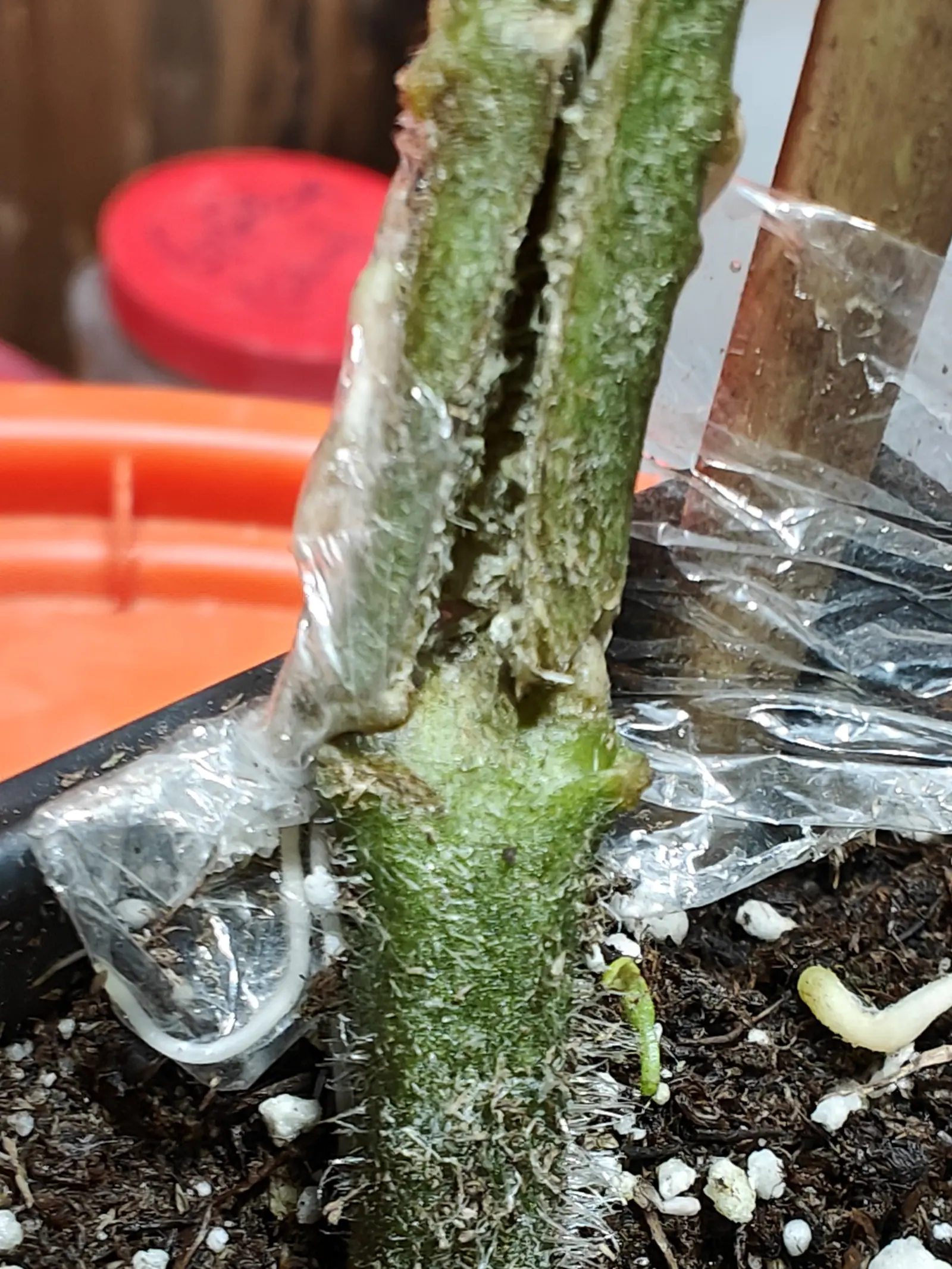 A hairy green stem split open down its length on 14 June, both lips of the dark fissure crowded with knobbly pale-cream blisters, and clear film wound around that whole stretch and tucked down onto the mix, wrinkled and beaded with moisture.