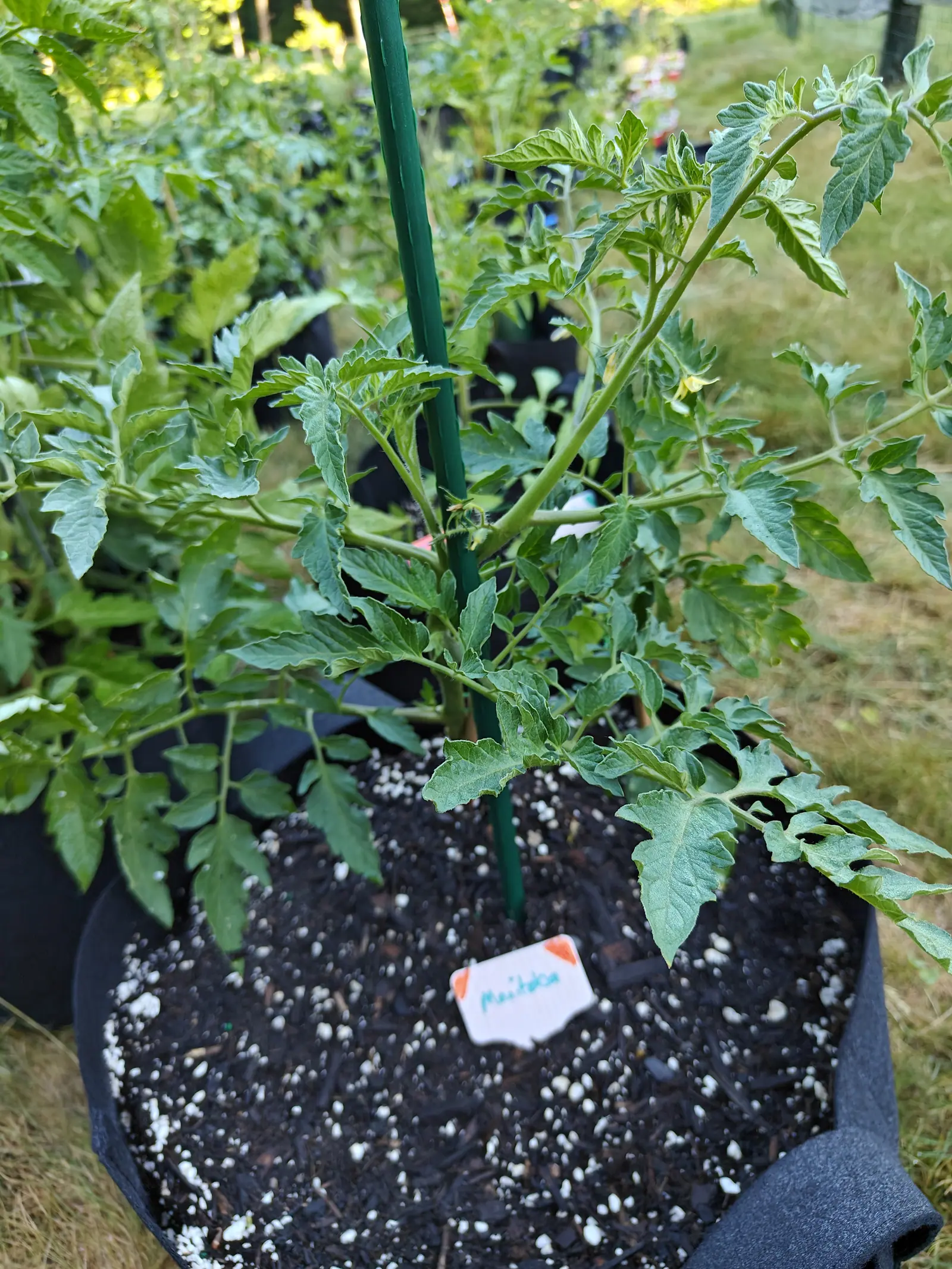 A Manitoba tomato on 17 June in low warm side light, one yellow flower hanging with its petals swept back and a young hairy truss standing at the stem fork above it, its leaflets showing paler and finely hairy where they turn underside up.